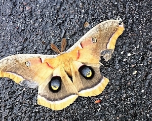 Or they may have feathered antennae, like this Polyphemus moth commonly found in Alberta