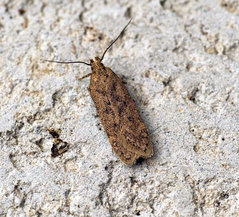 Moths may have thin, tapered antennae