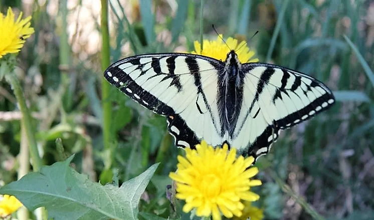A Canadian Tiger Swallowtail atop a dandelion