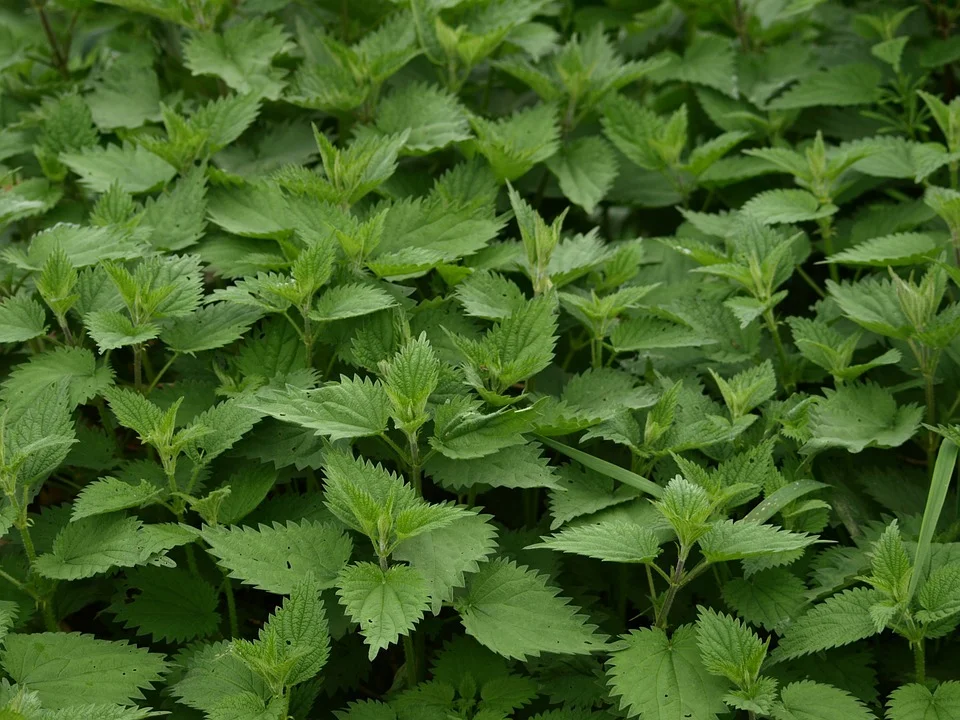 Stinging nettle, Urtica dioica