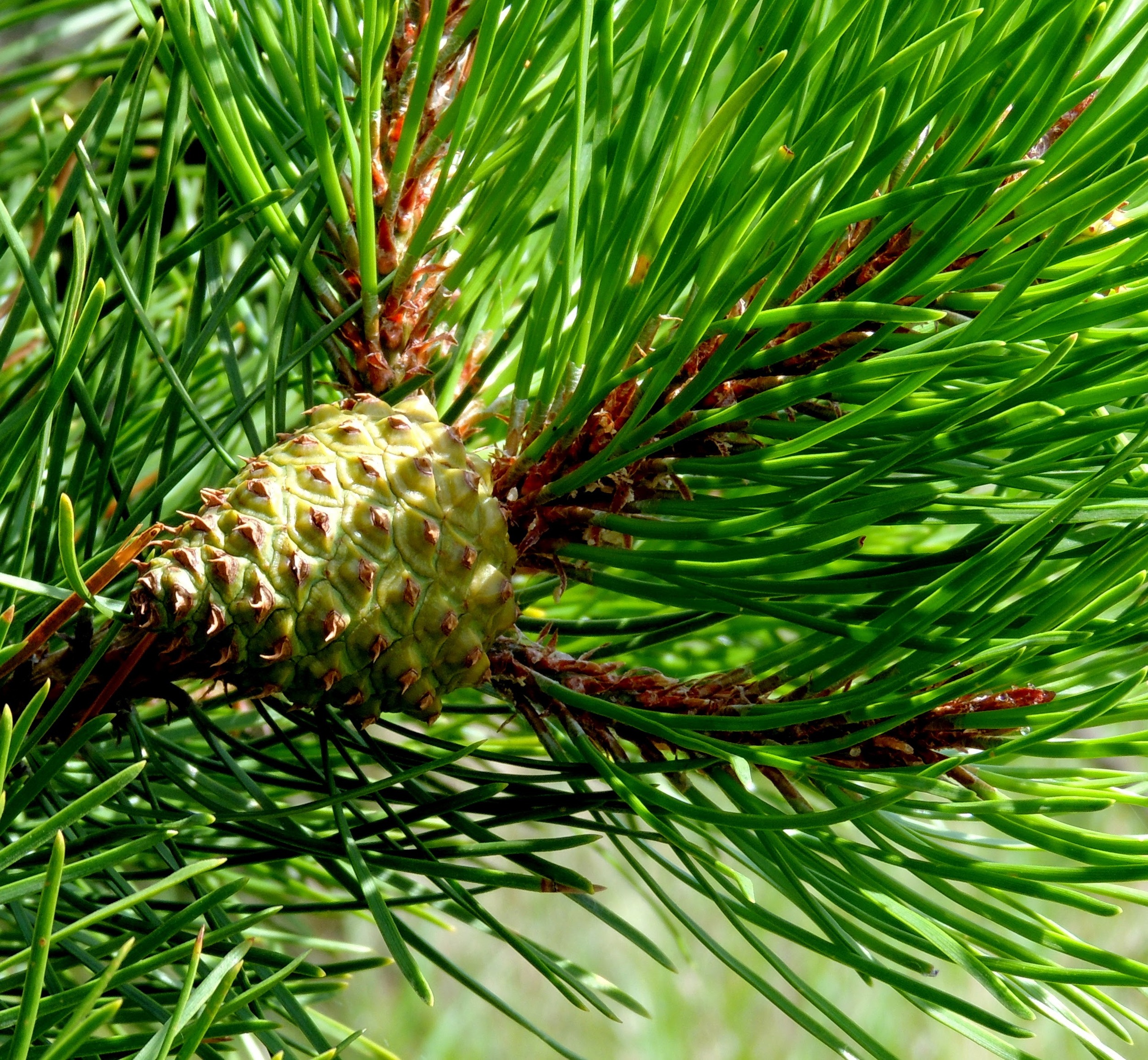 Unripe Pine cone