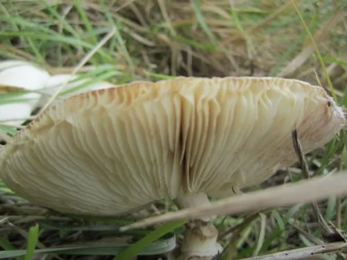 The gills on the underside of a mushroom. Photo by Mo Sellman.