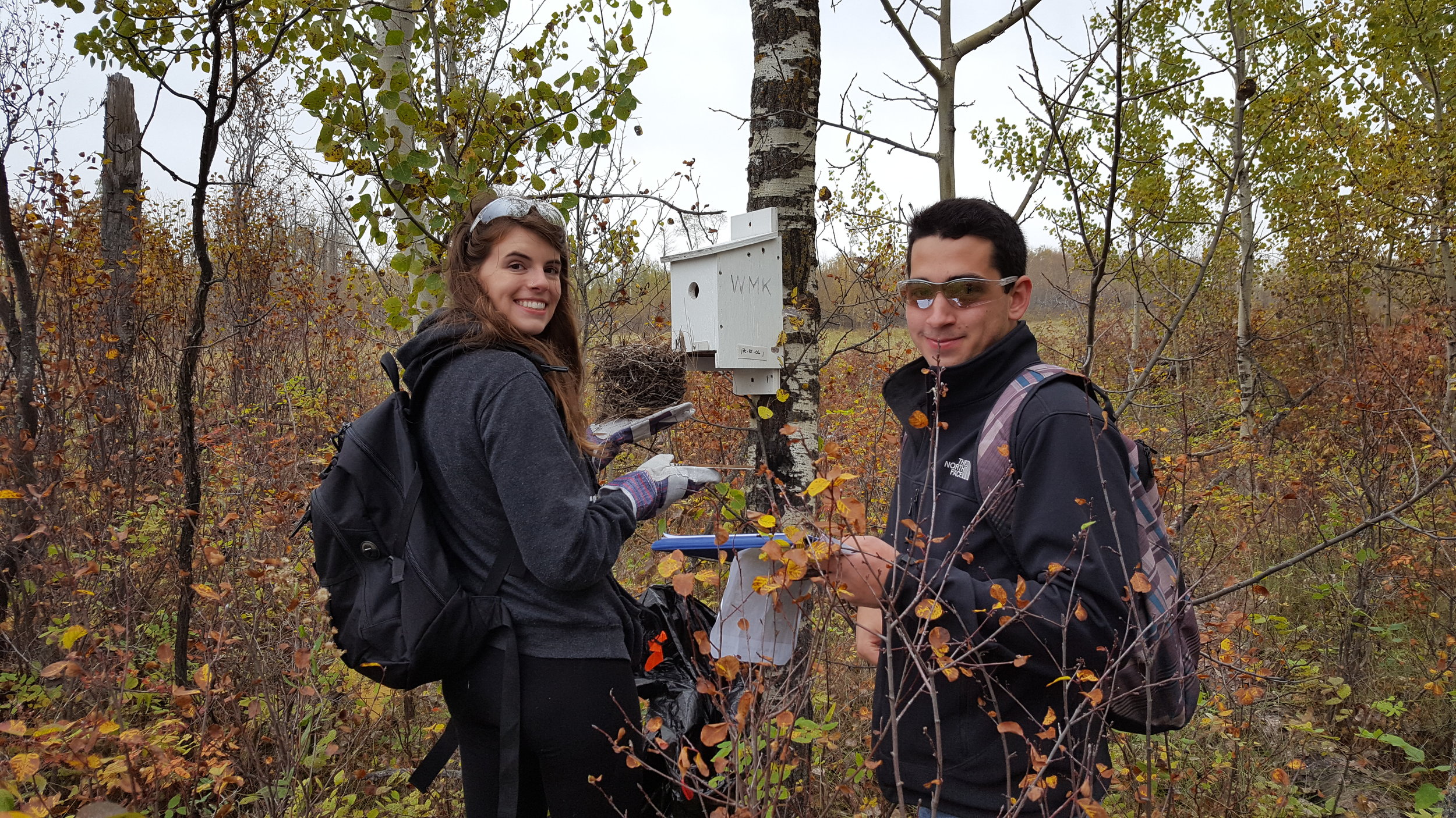 University of Alberta students cleaning a nest box at Pipestone Creek