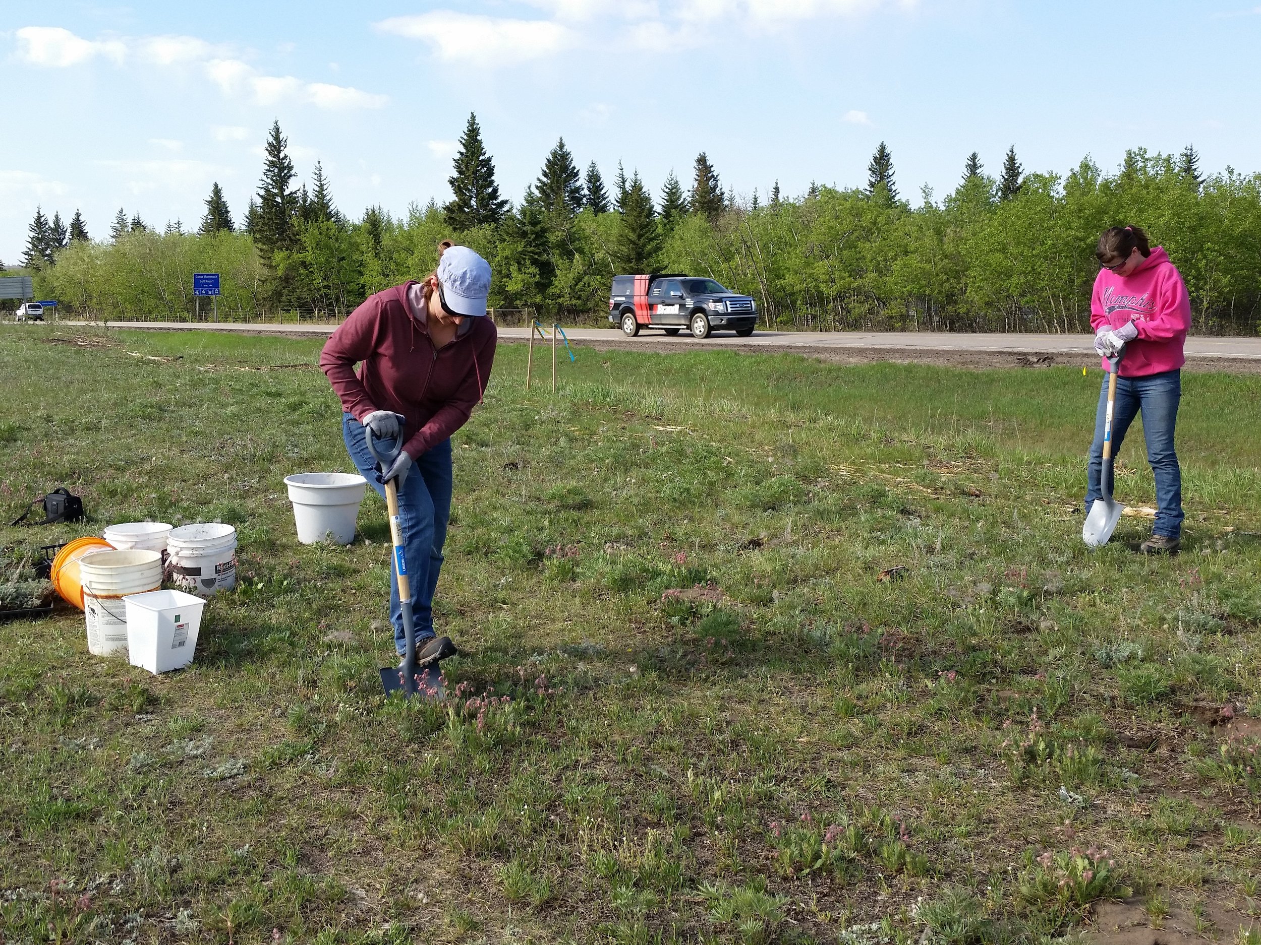 Rescuing plants from the highway