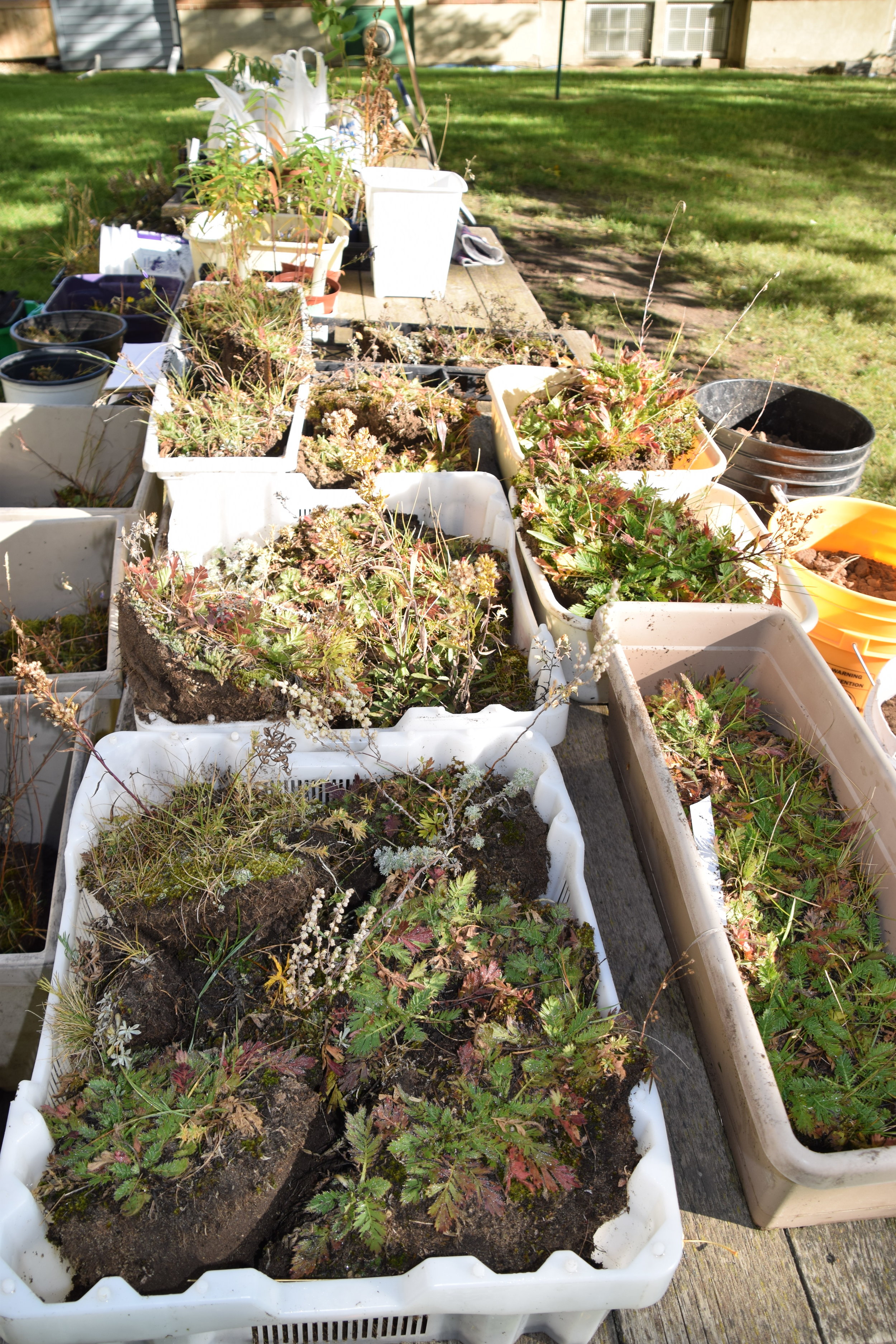 Plants waiting to go in back in the ground