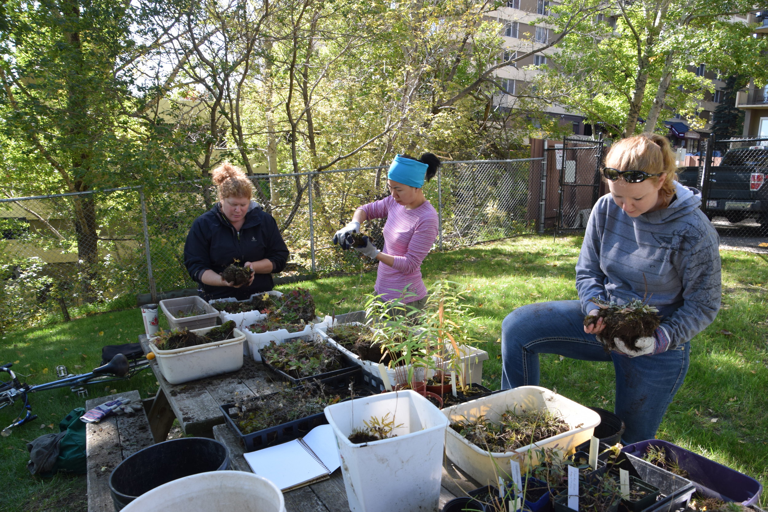 Sorting plants for the garden