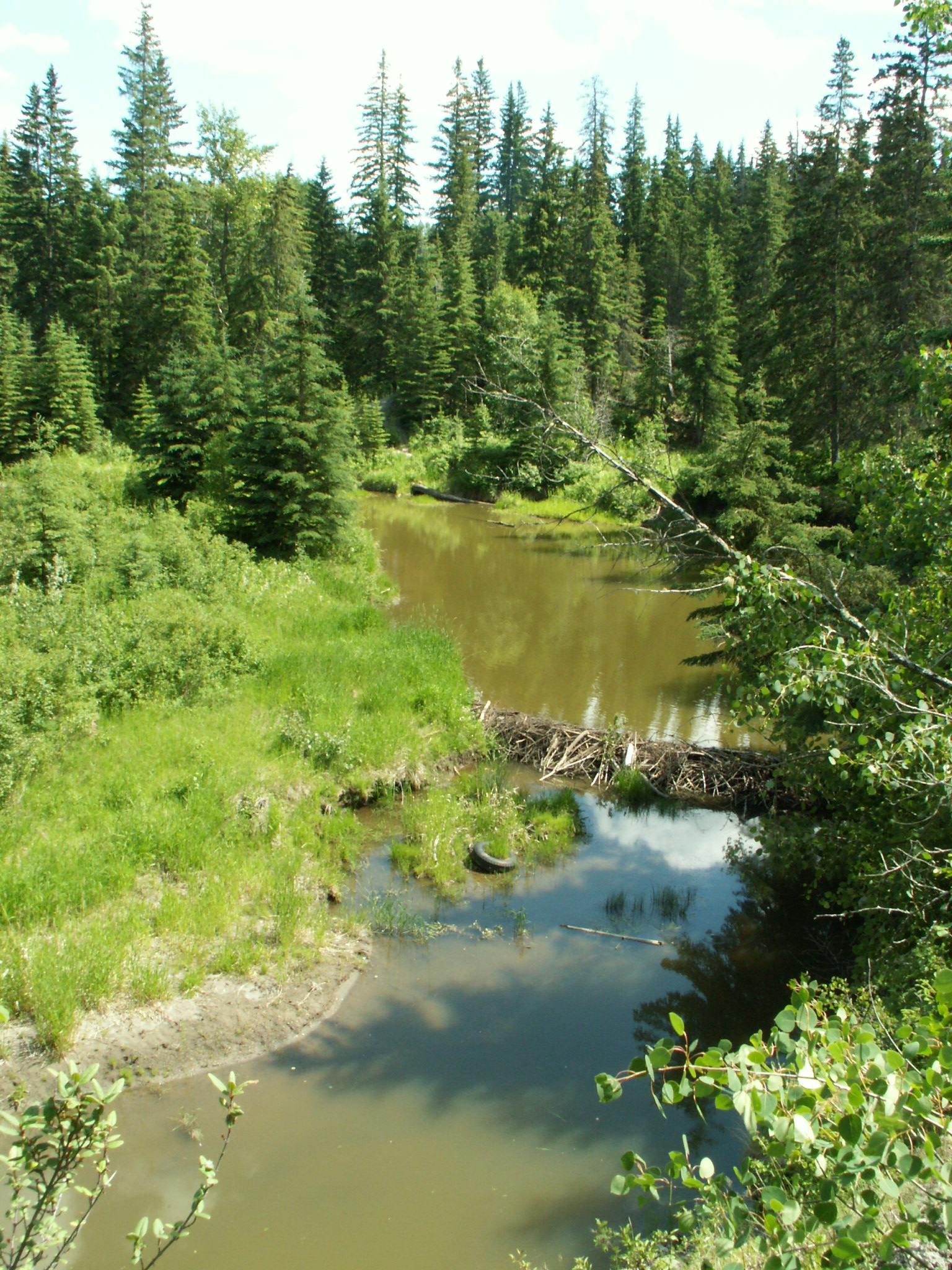 whitemud crk near larch lands.JPG