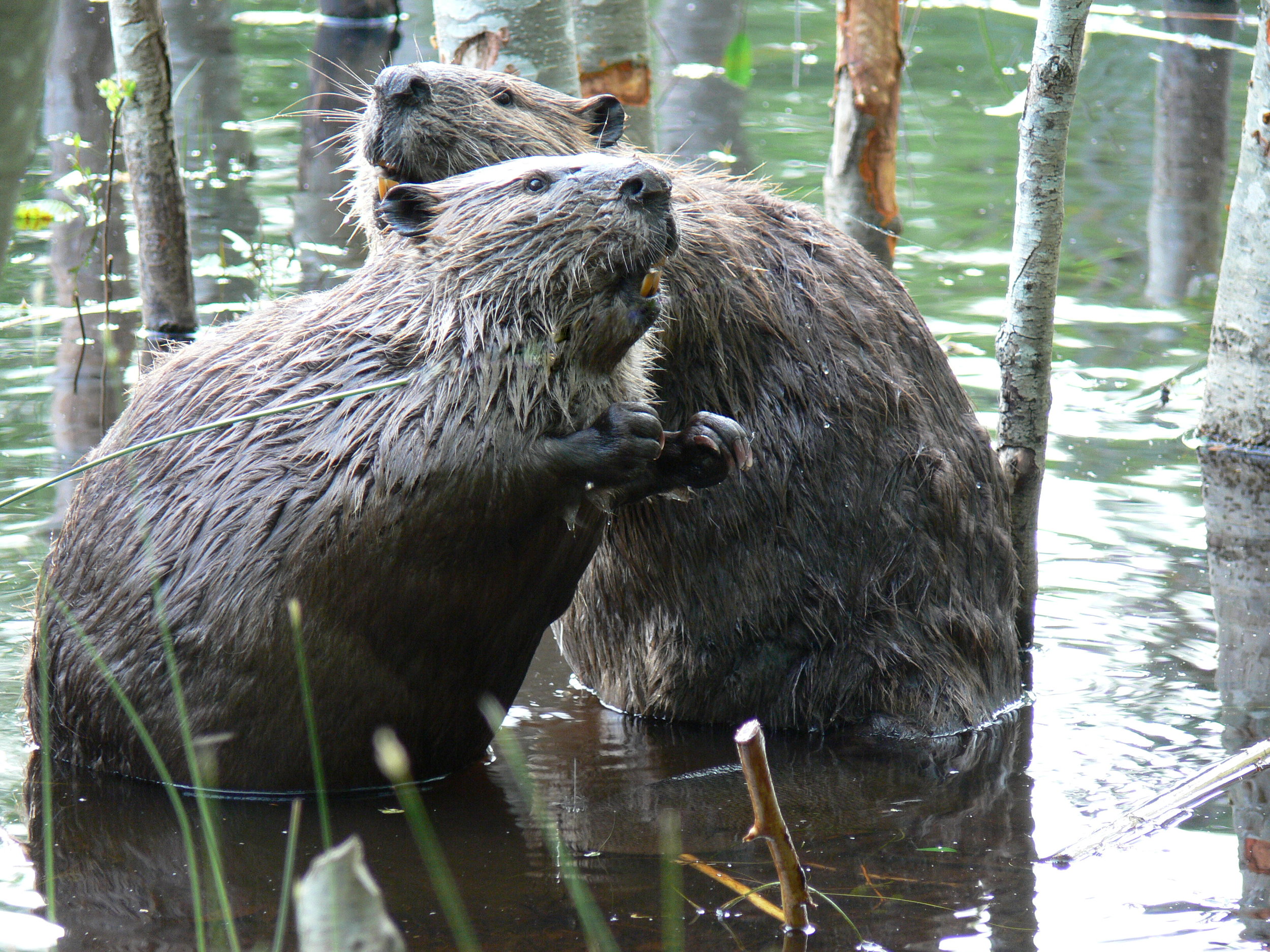 Beavers - Doris May.jpg