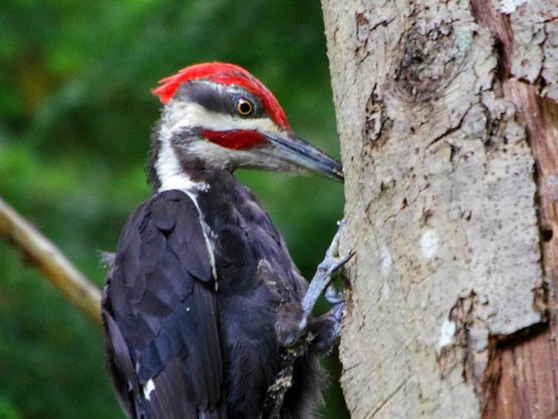 Male Pileated Woodpecker - Doris May.JPG
