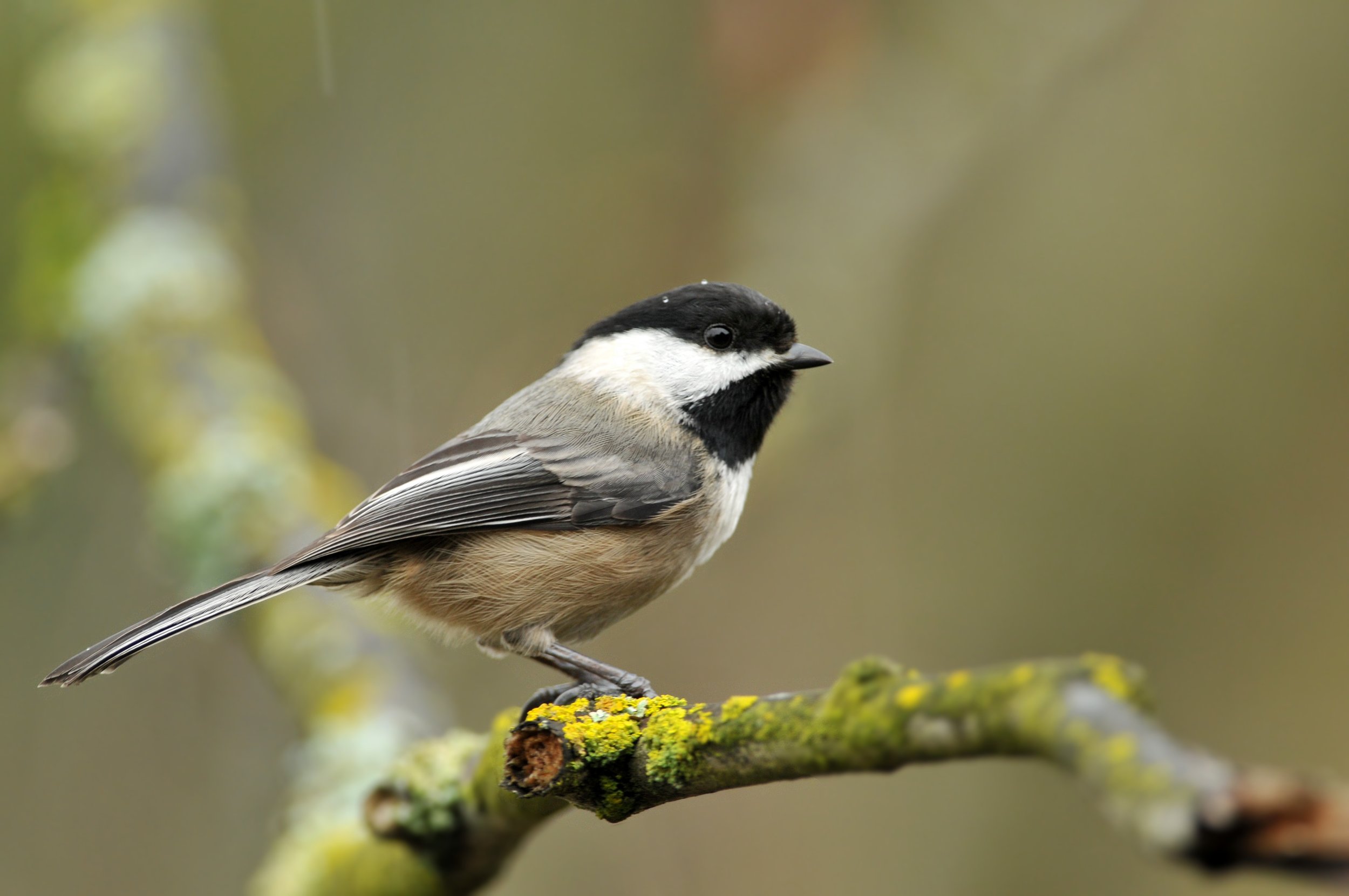 chickadee - minette layne.jpg