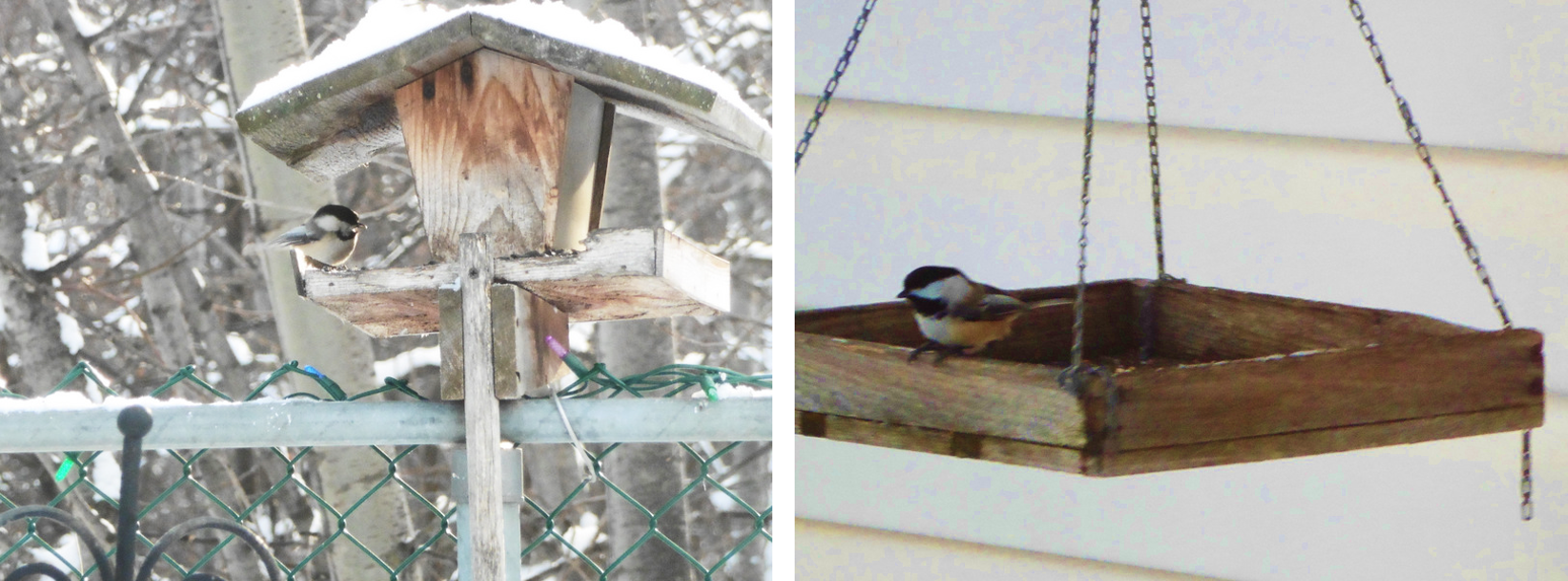 Of course, there are always the ubiquitous chickadees, our favourite.