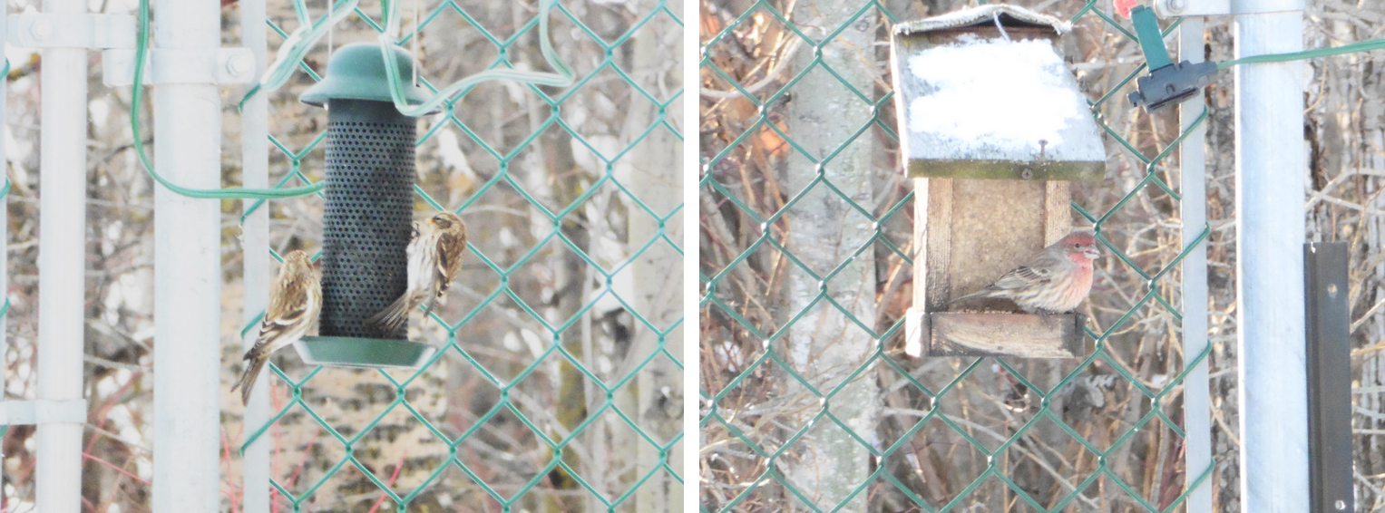 The red polls descended on us just before Christmas. The bill for nyger seed and sunflower chips just went higher. The house finches are still hanging around, seems they have become year round residents the last couple years.