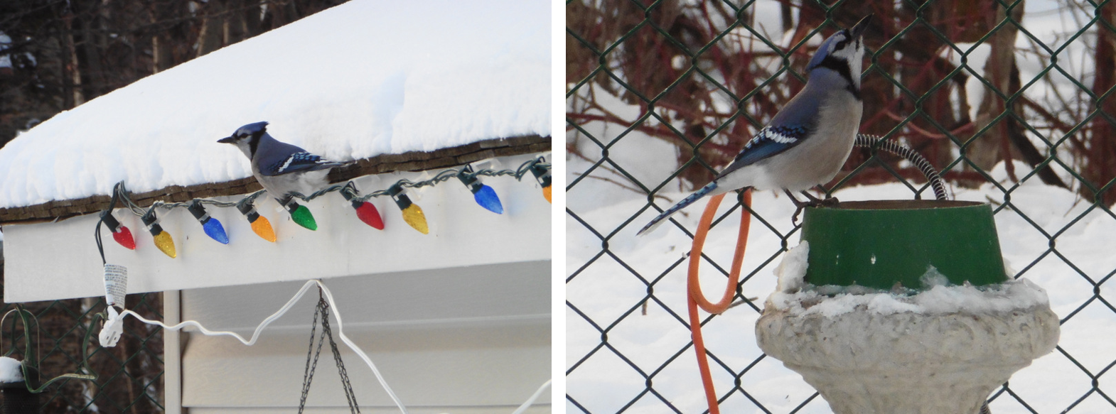 The blue jay will haul away as many whole peanuts and peanut bits that you put in the hanging tray. It must be thirsty work as they seem to enjoy a nice drink of water each time.