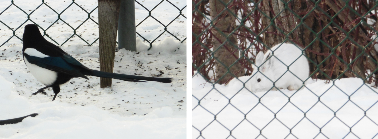 Along with the good, there is always some bad. The black and white bandits keep us in good shape trying to chase them off before they can clean out the seed trays and the peanut log. B'rer rabbit and kin are okay cleaning up the sunflower seeds dropped by the birds when he stays on the far side of the fence. Not so much when they get in the yard and clean-up the rose bush, the sand cherry shrub, the pines, and the cedars. 