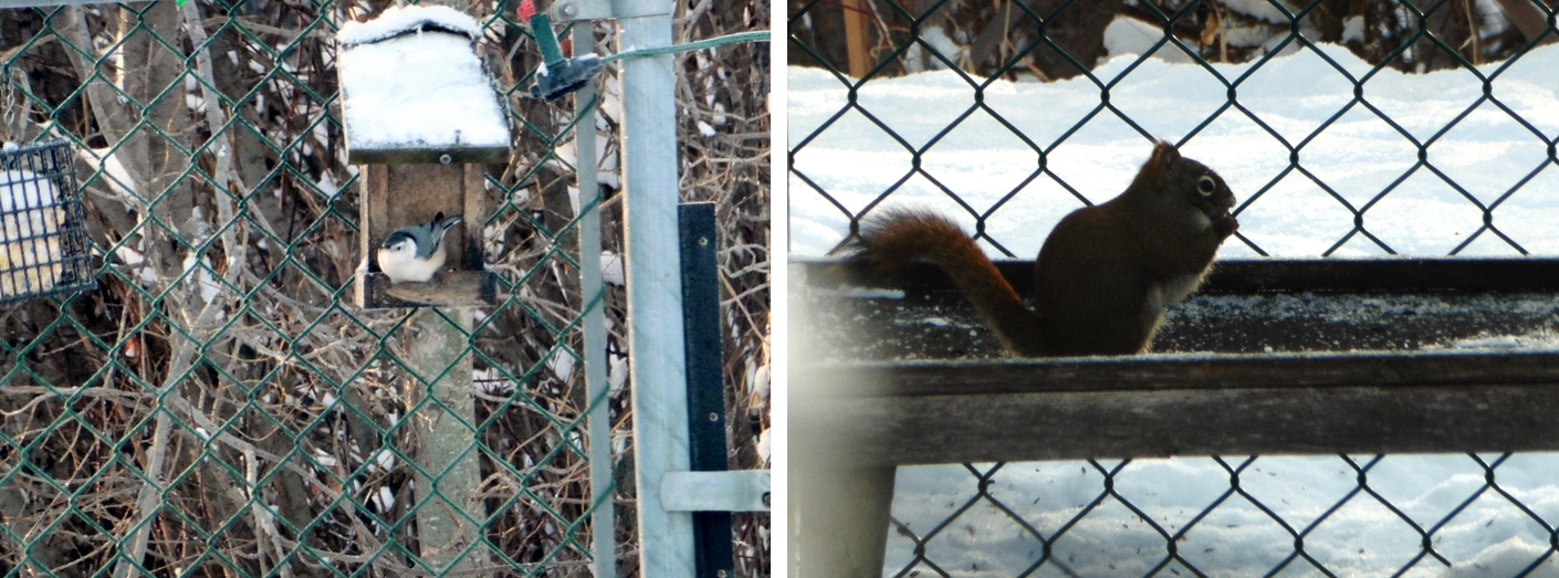 We often have the distracted champion of the bird world, the white-breasted nuthatch. Have you ever seen one sit still for more than 2 seconds? And the horror of horrors for most folks feeding birds, we have a resident squirrel, sometimes two! We like having them and put peanuts in a special hopper with a hole in the bottom so the birds can’t steal them! And no we don’t have problems with them. I think we keep them too well fed for them to get into trouble around here!