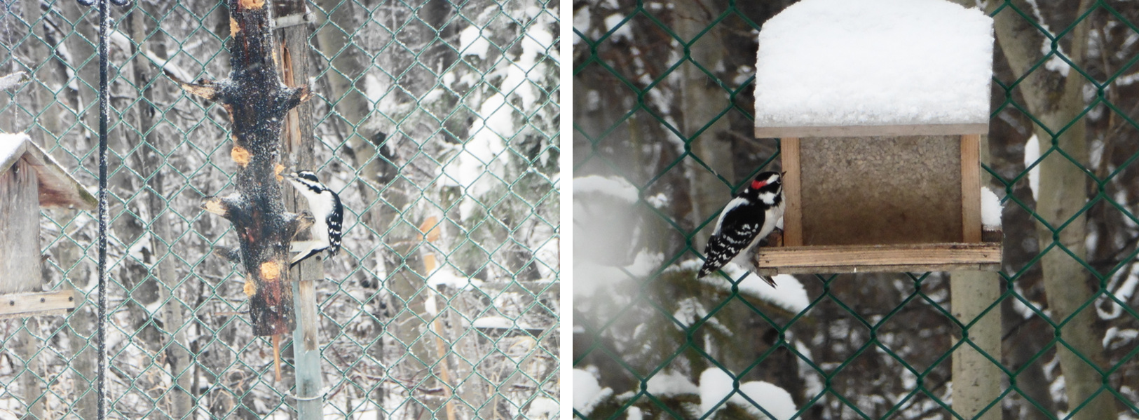 We really enjoy the variety of woodpeckers that come for the free handouts. We have a resident pair of downy woodpeckers.