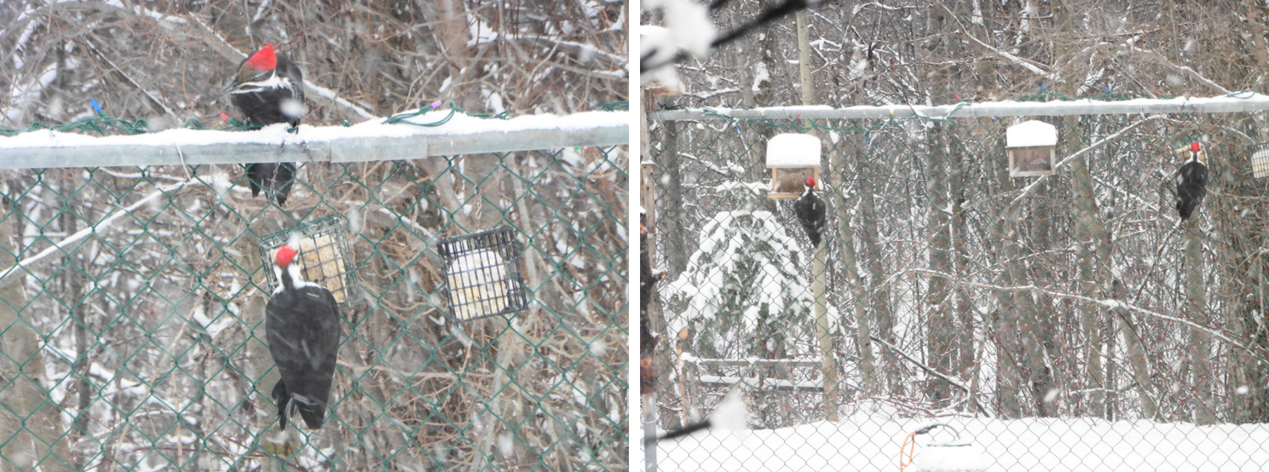 Most often the pair will park themselves in the trees and then one or the other will come into the yard to partake at one or more of the feeders. Then they will switch around. But it is a rare occurrence for them both to come at the same time, so it was a real treat to see them together.