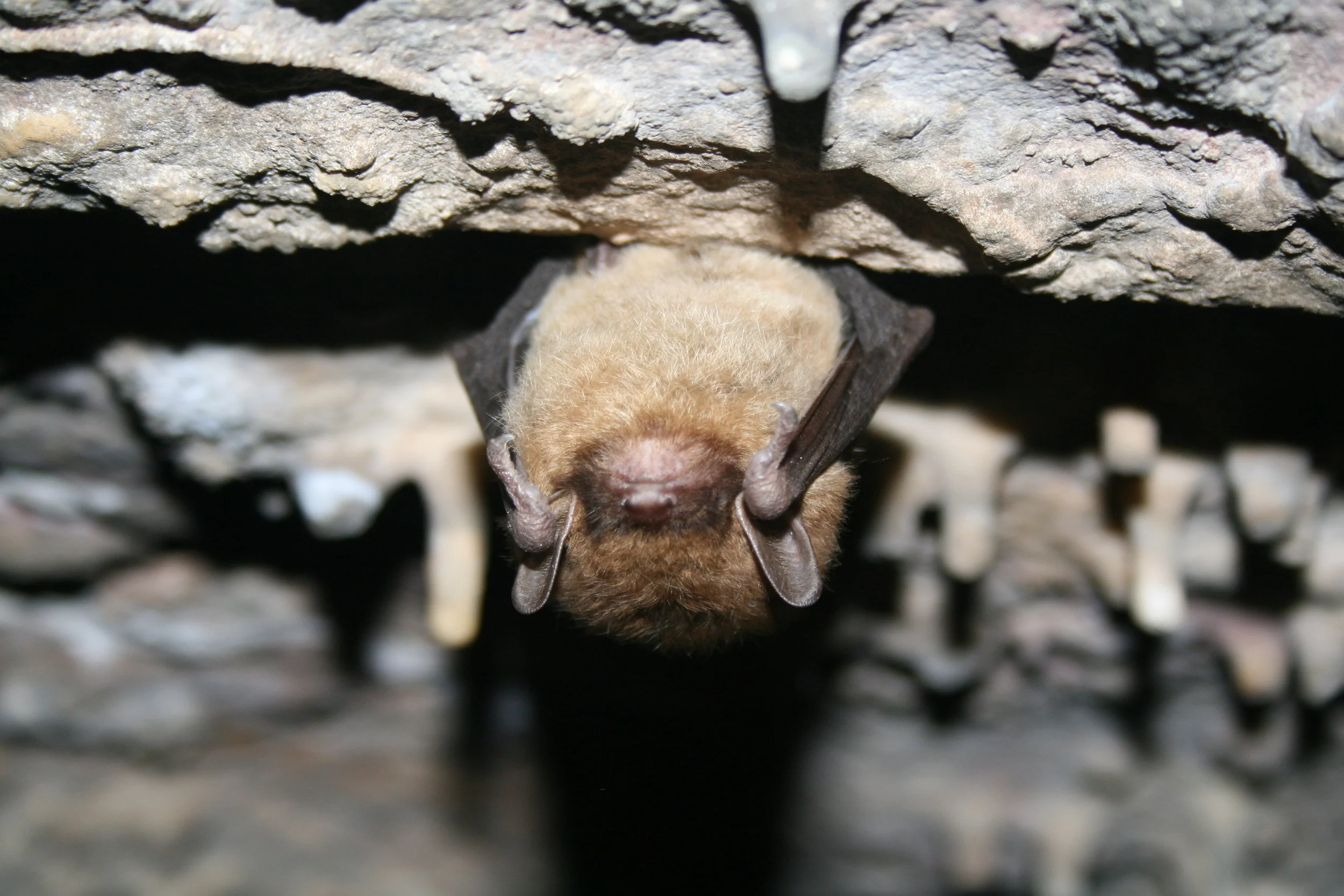 Little Brown Bat by Ann Froschauer, USFWS