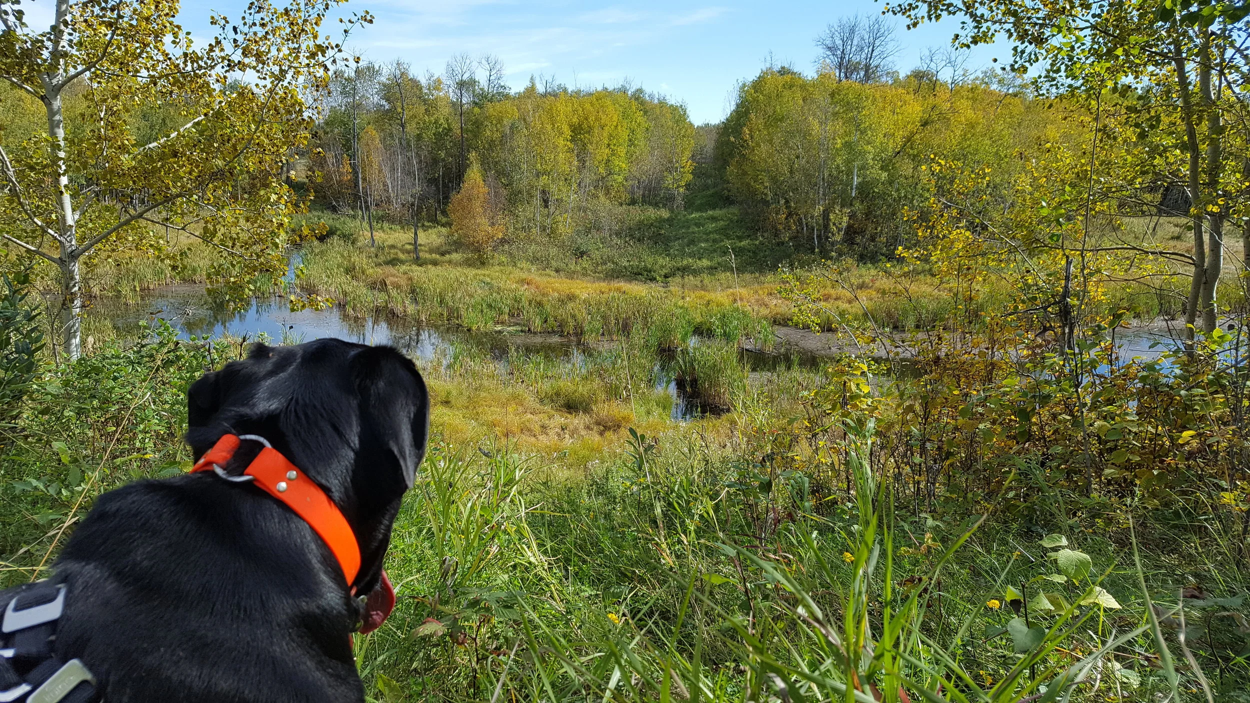 Willow would have happily crossed this wetland with enthusiasm, I on the other hand, decided to turn around.