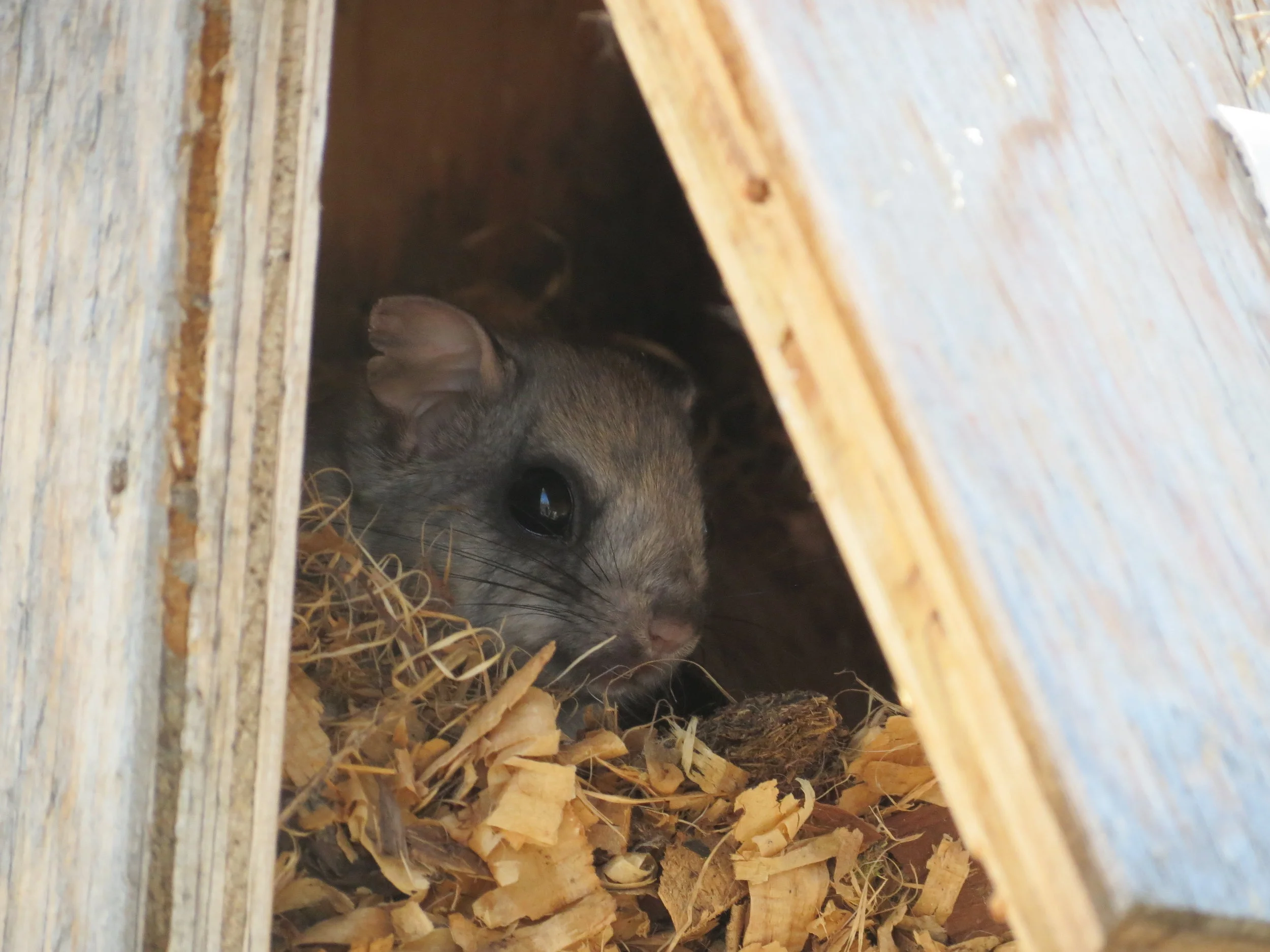Flying Squirrel sheepishly peering out of its home.