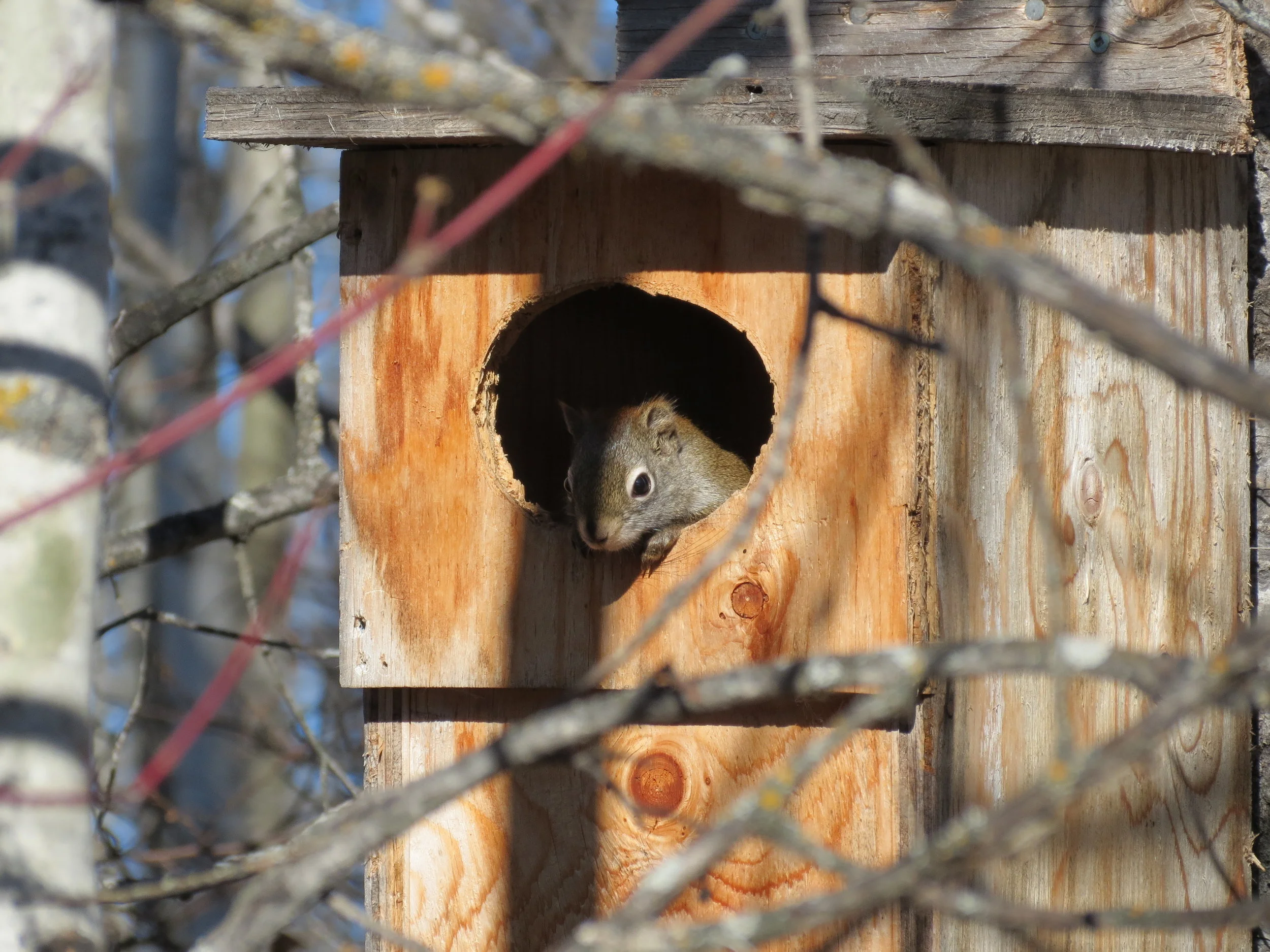 Red Squirrel residents in a waterfowl box. No need to clean this one out!