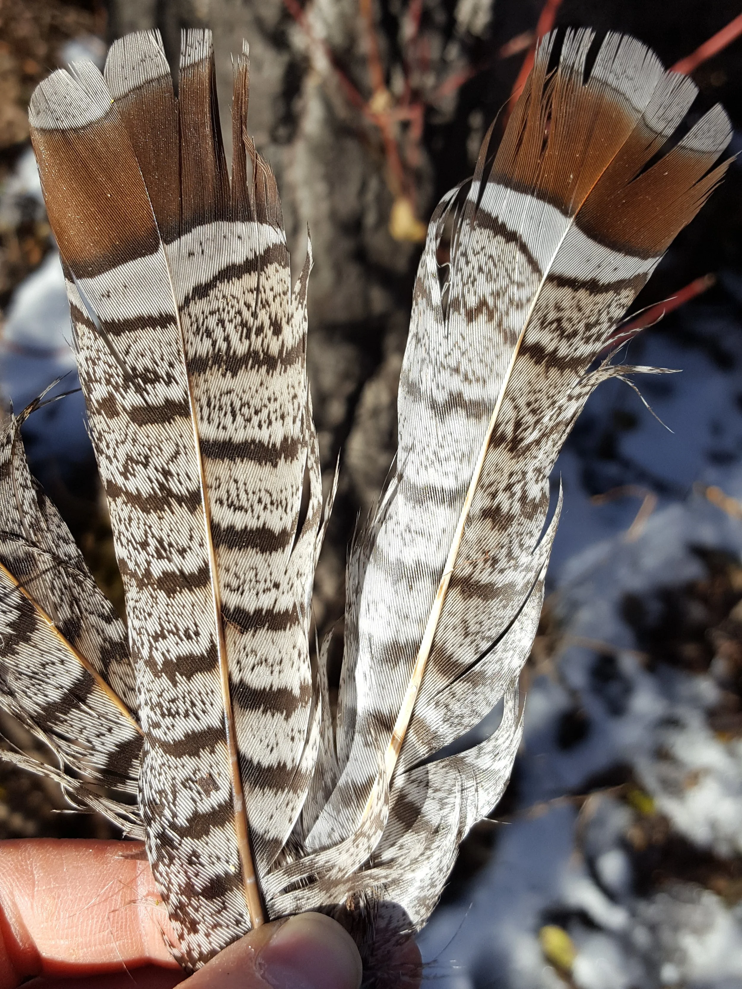 Ruffed Grouse tail feathers used as nesting material.