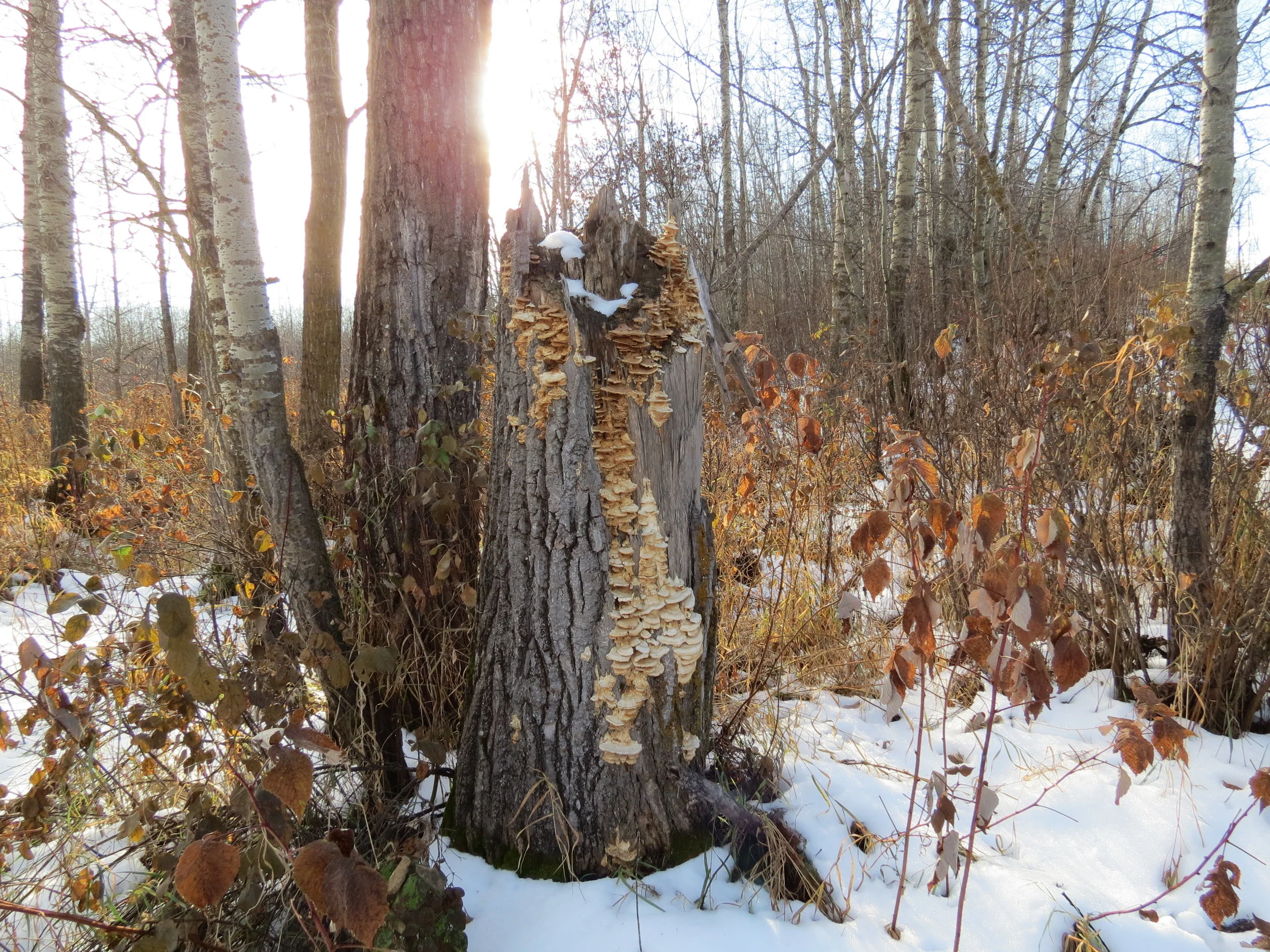 I marvel at the fungus on this stump every time I pass near it.