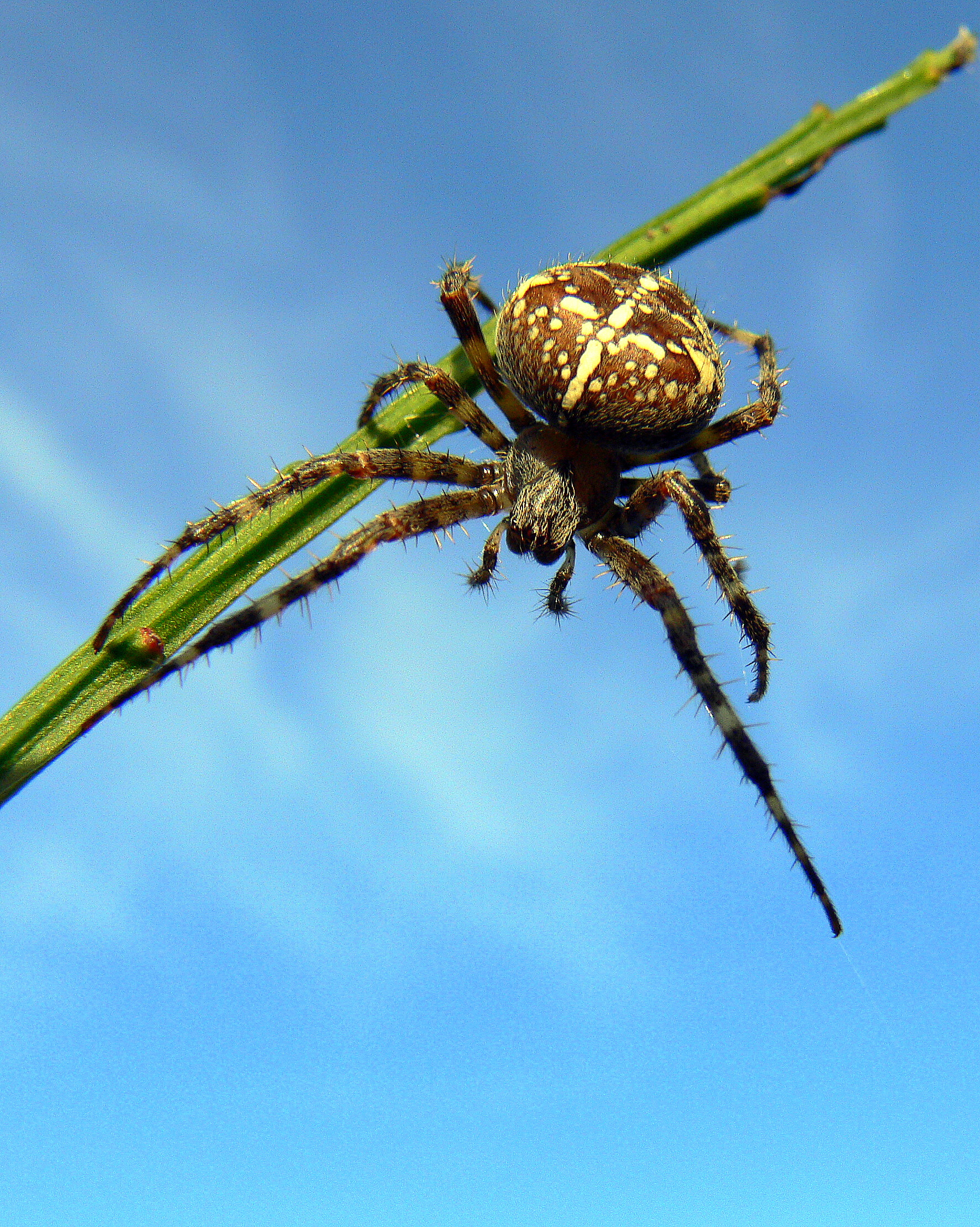 Fun Facts: Secret Lives of Spiders — Edmonton & Area Land Trust
