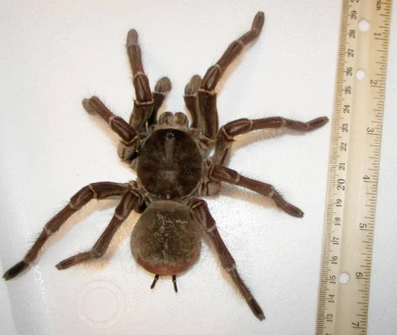 Goliath Spider by Snakecollector