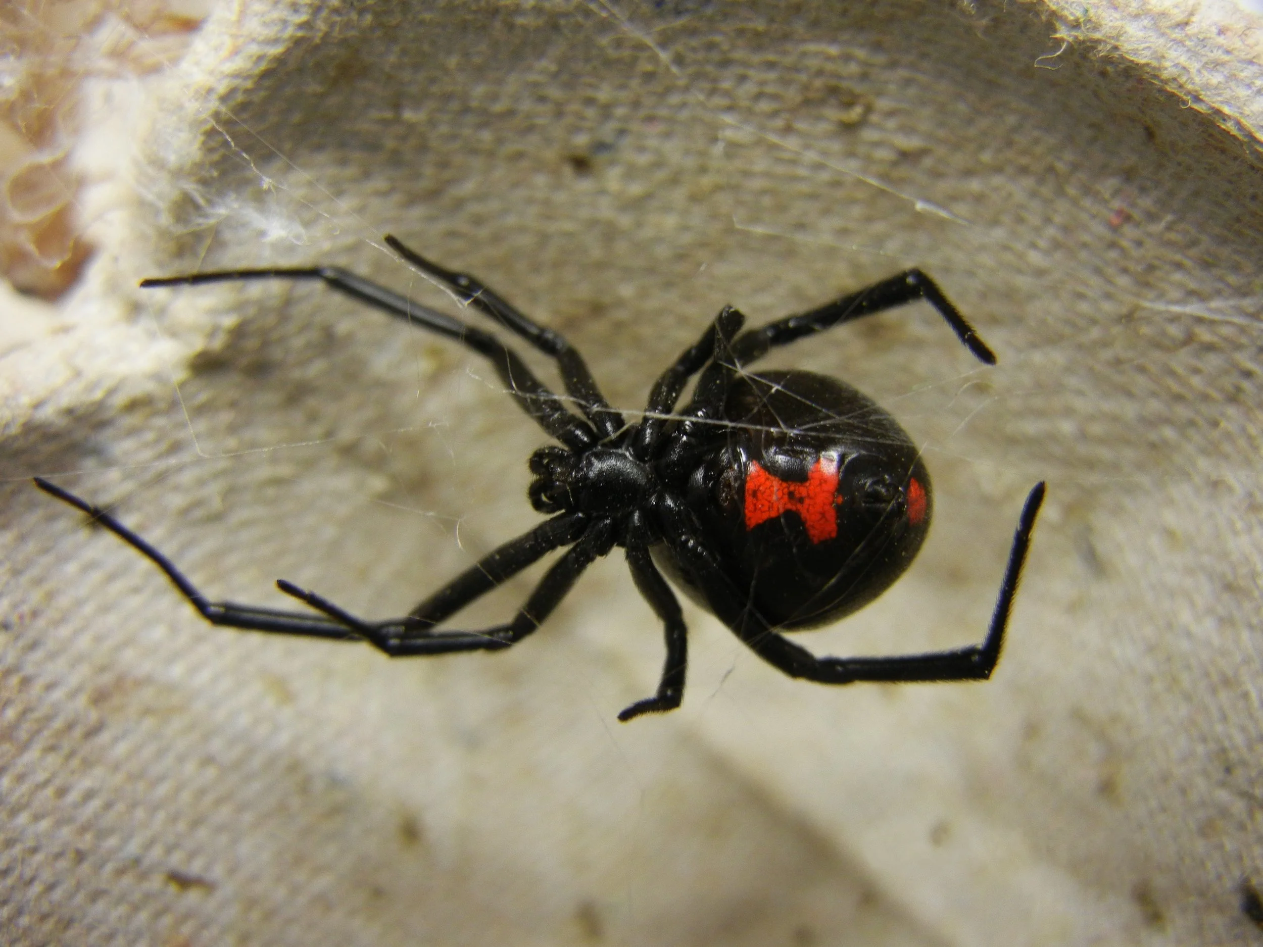 Black Widow by Shenrich91
