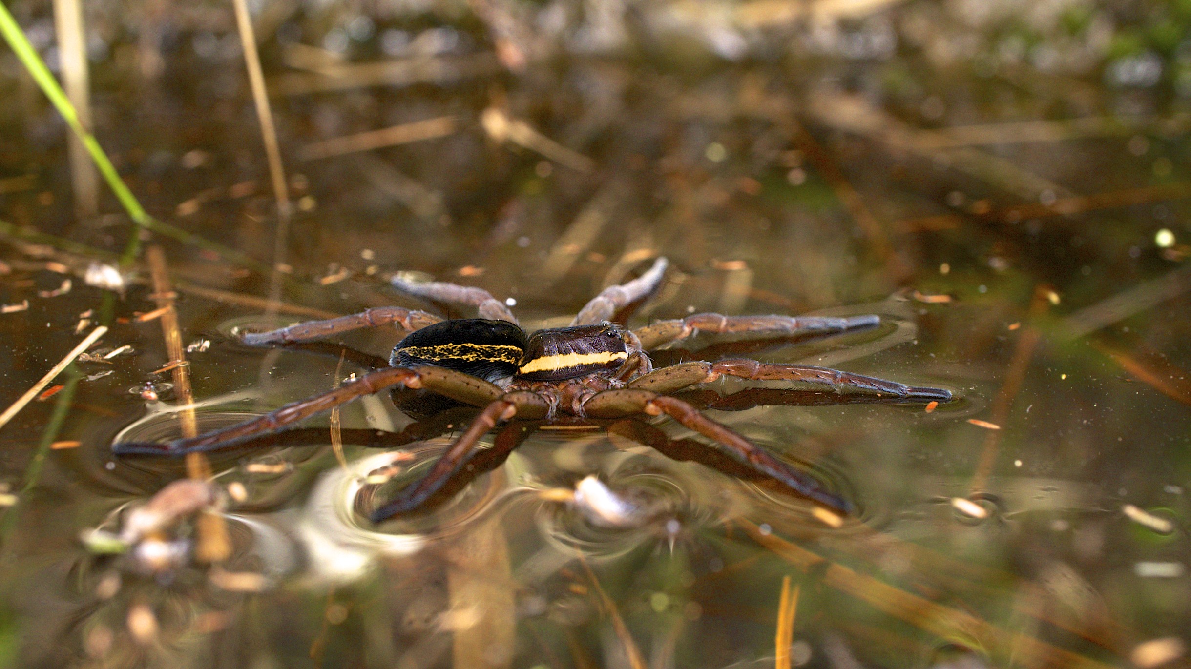 Raft spider by Ian Kirk