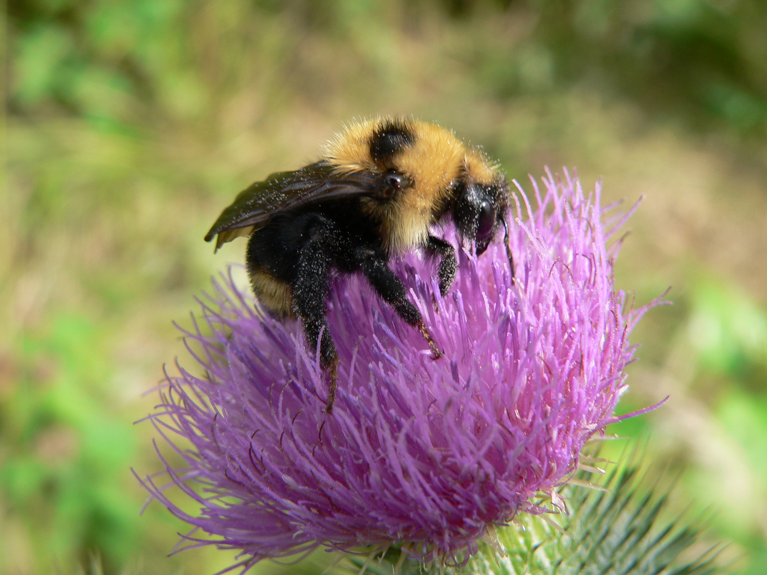 Bee on Thistle - Doris May.jpg
