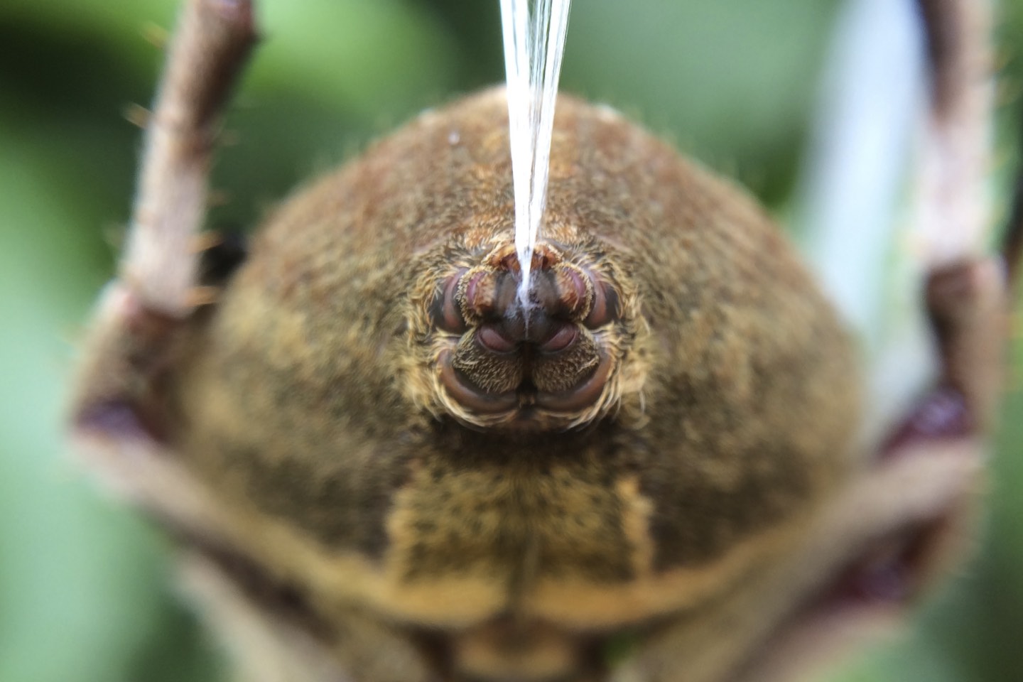 Spider spinneret