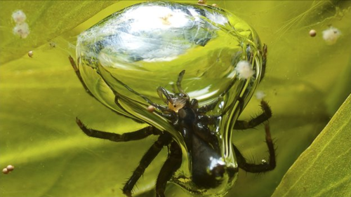 Spider Silk Stronger than Steel — Edmonton & Area Land Trust