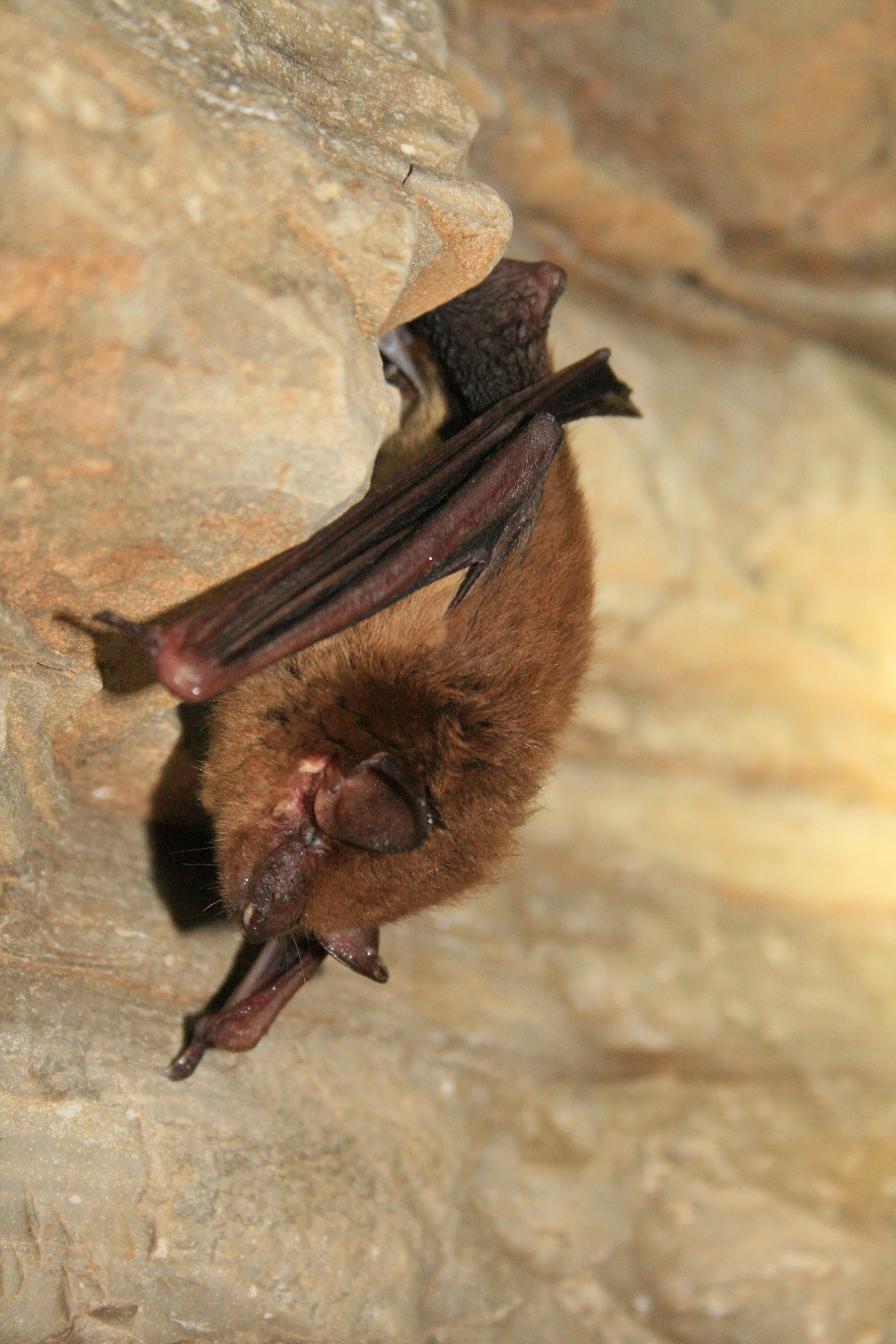 Photo: Big Brown Bat, Ann Froschauer, USFWS
