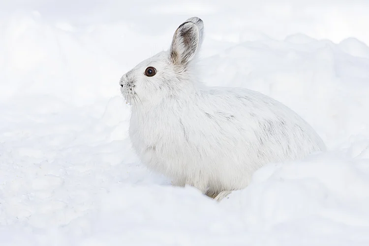 Snowshoe hare by Gerald Romanchuk