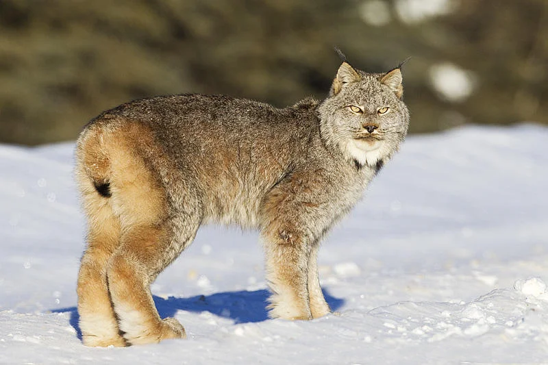 Photo by Gerald Romanchuk