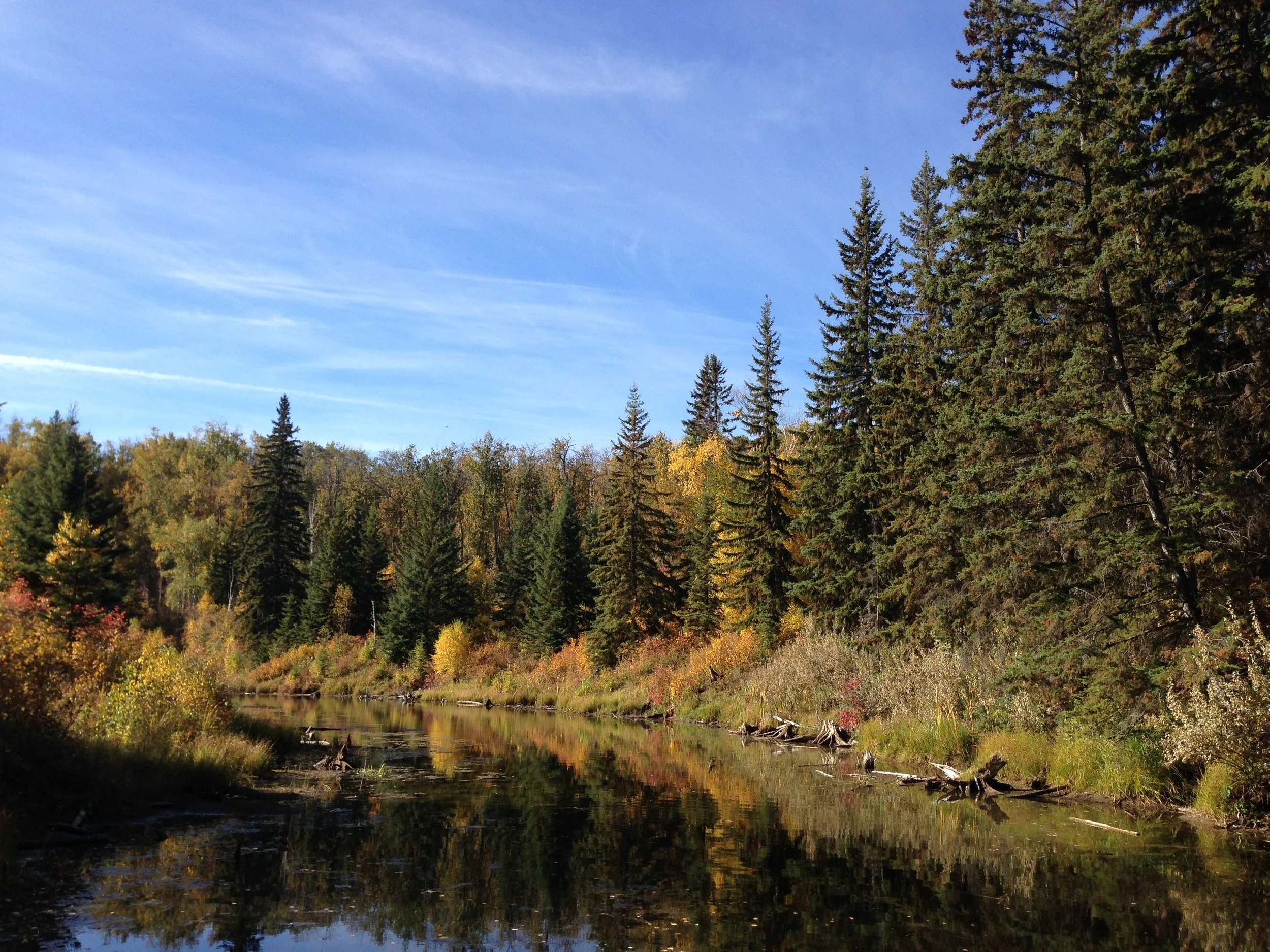 Larch Celebration