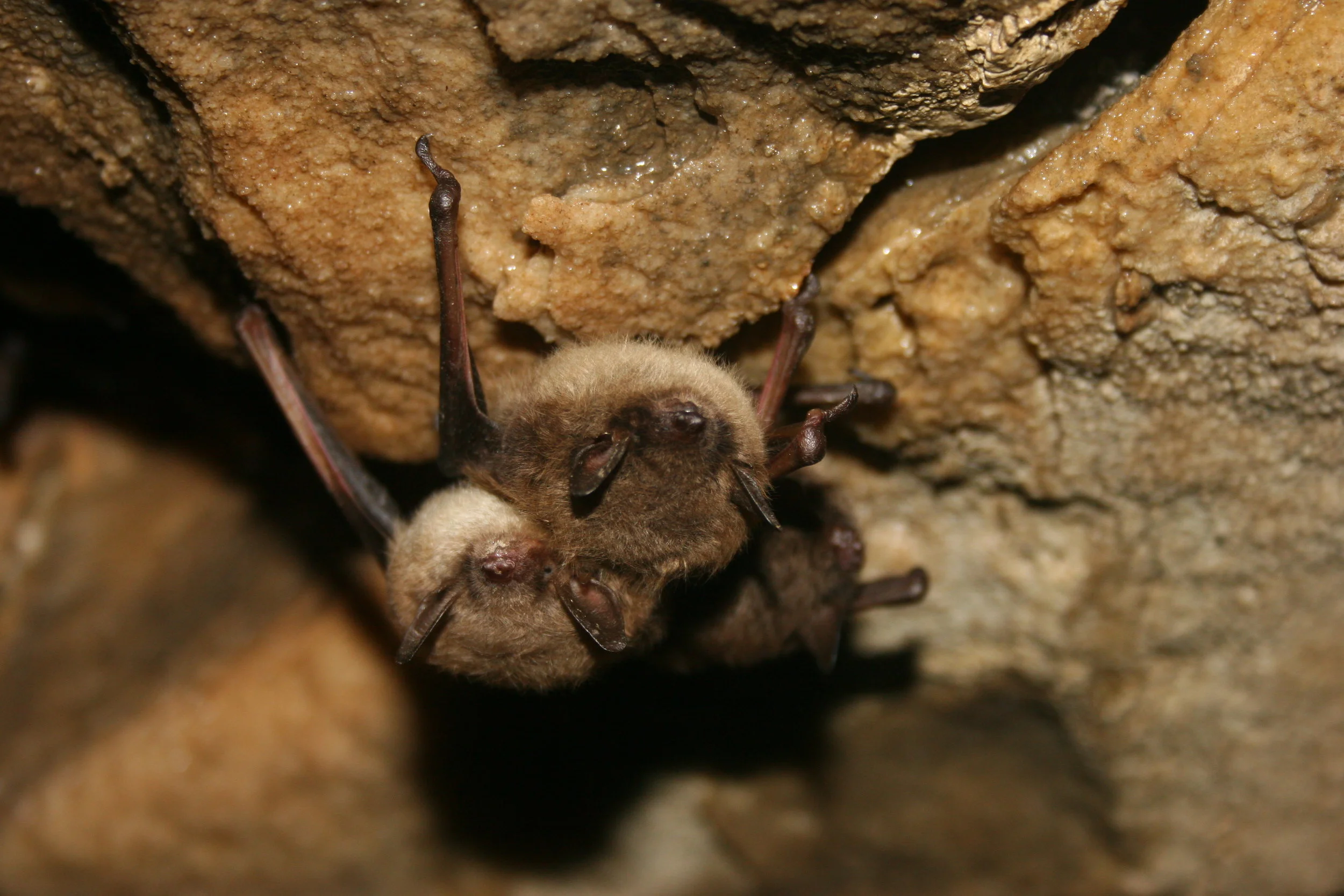 Little Brown Bats by Ann Froschauer, USFWS