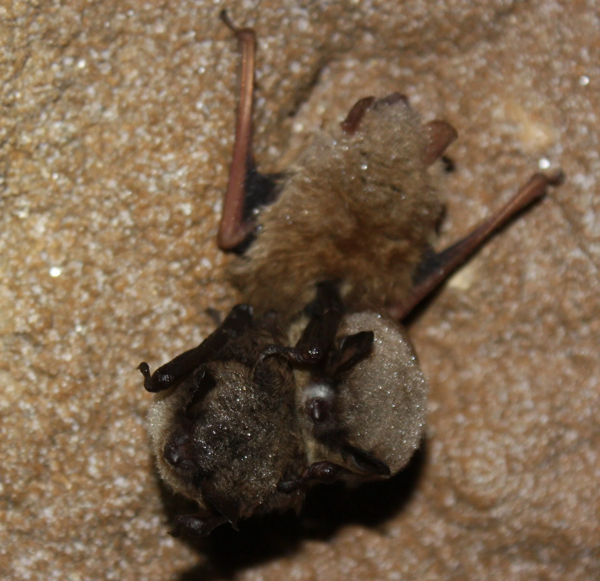 Little Brown Bat with White-nose Syndrome by Ann Froschauer, USFWS