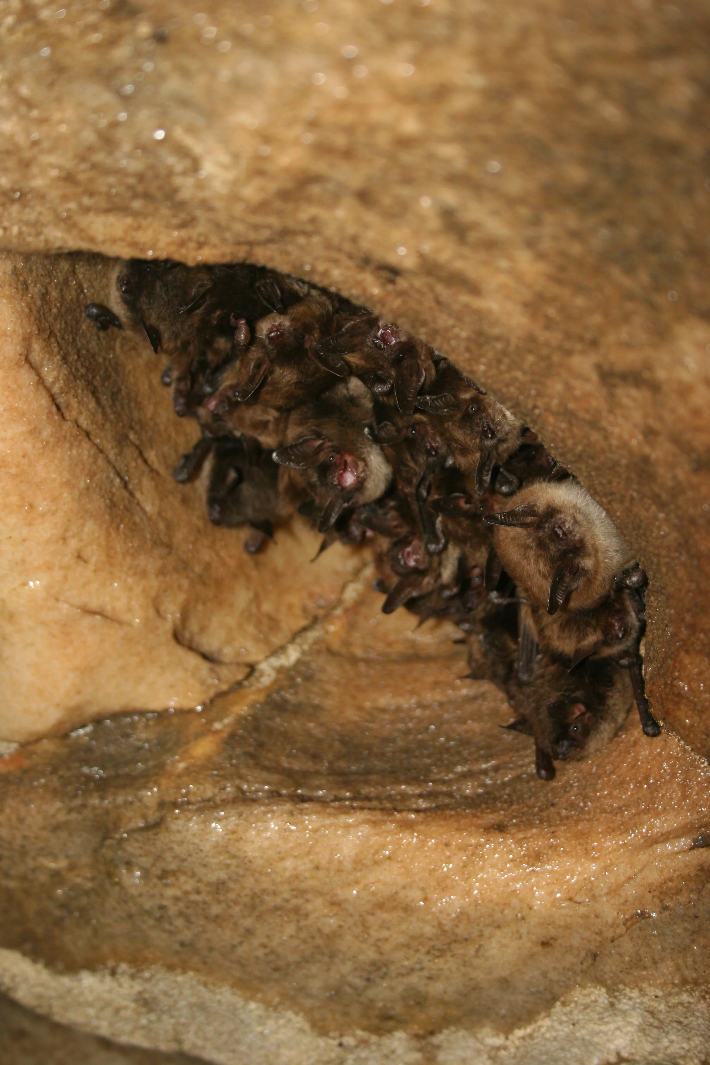 Little Brown Bats by Ann Froschauer, USFWS