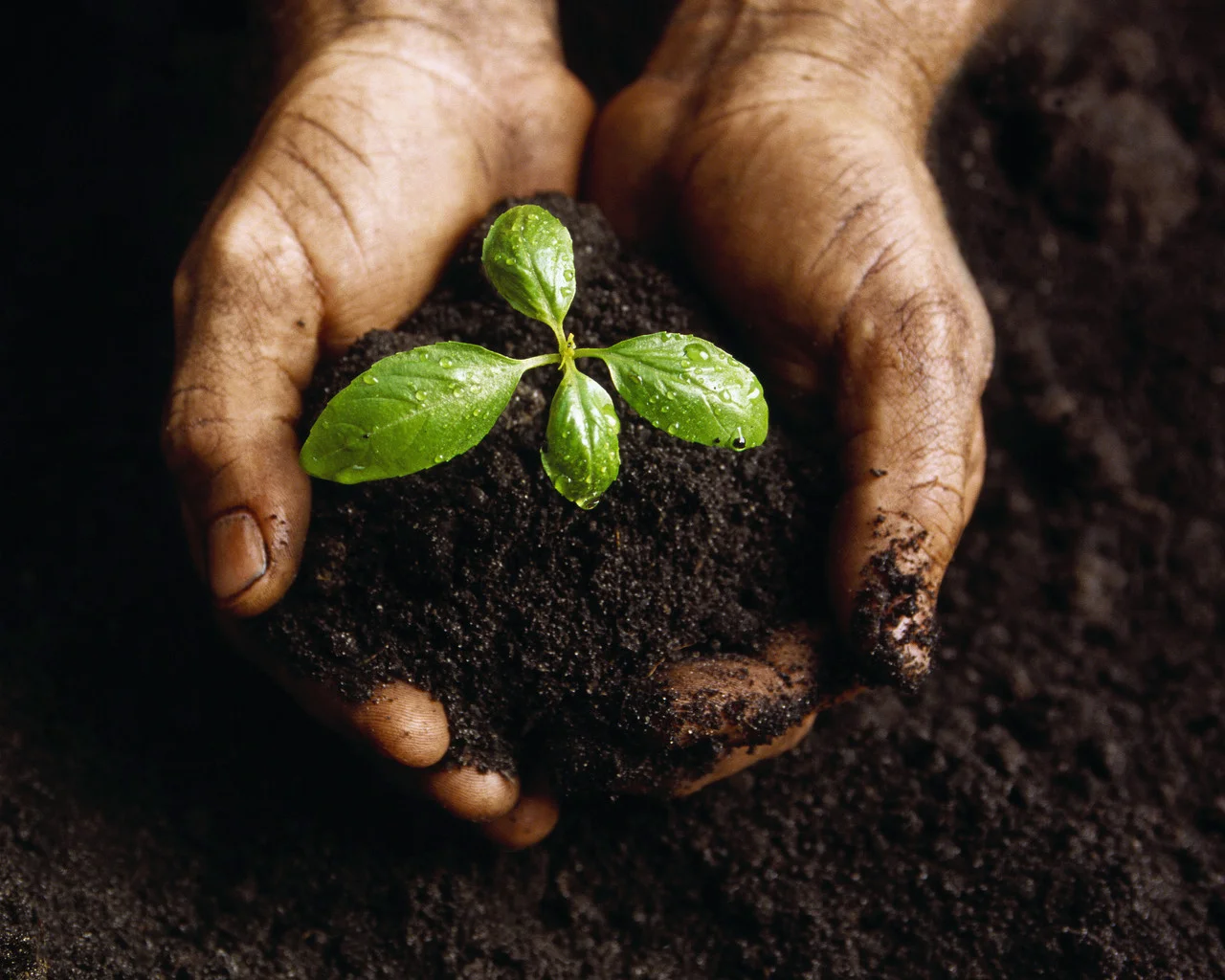 Seed Planting