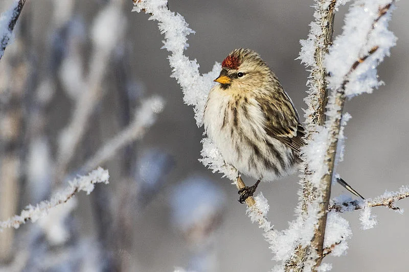 Common Redpoll by Gerald Romanchuk