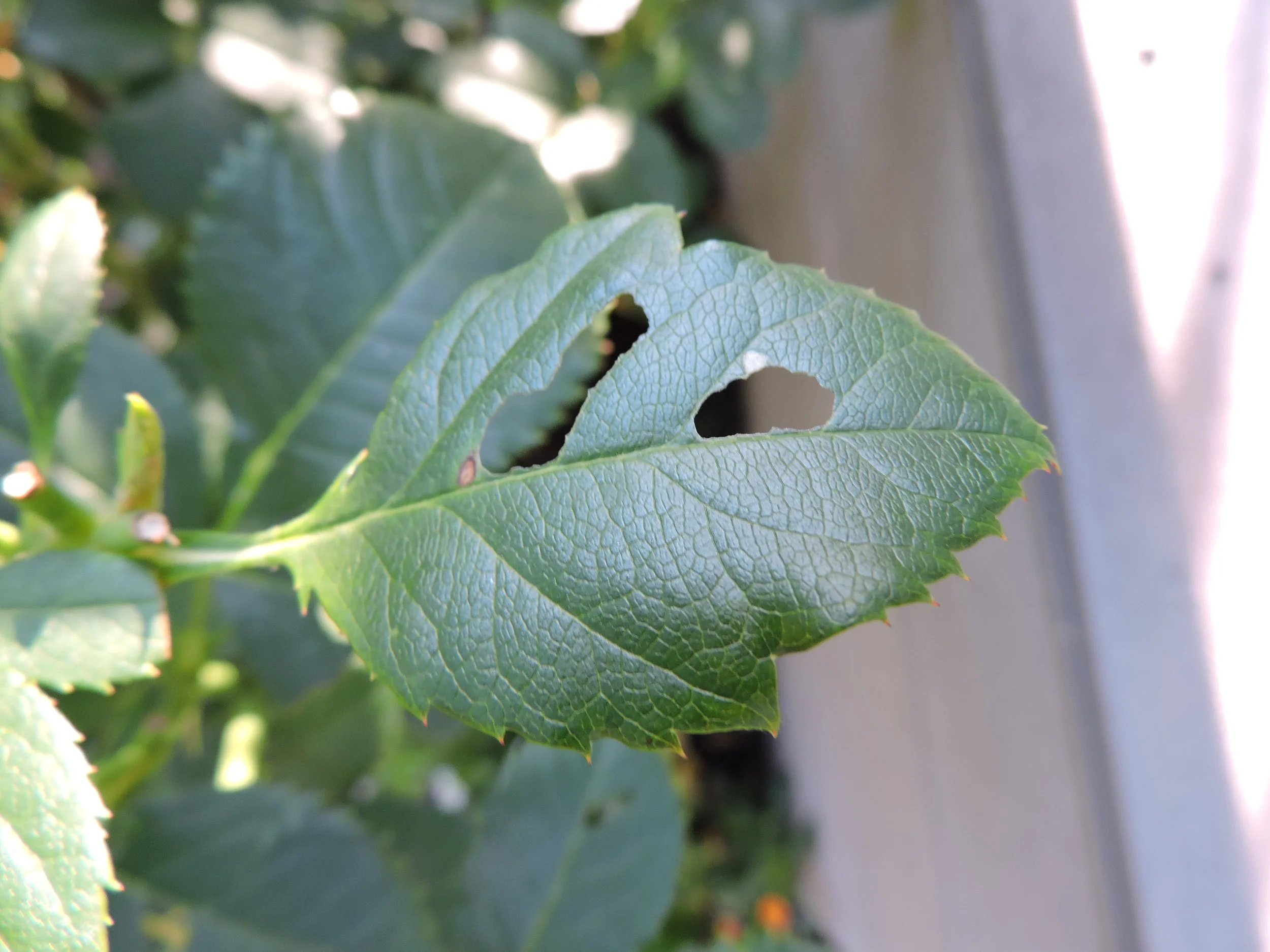 Leaf cutters work on the rose leaf
