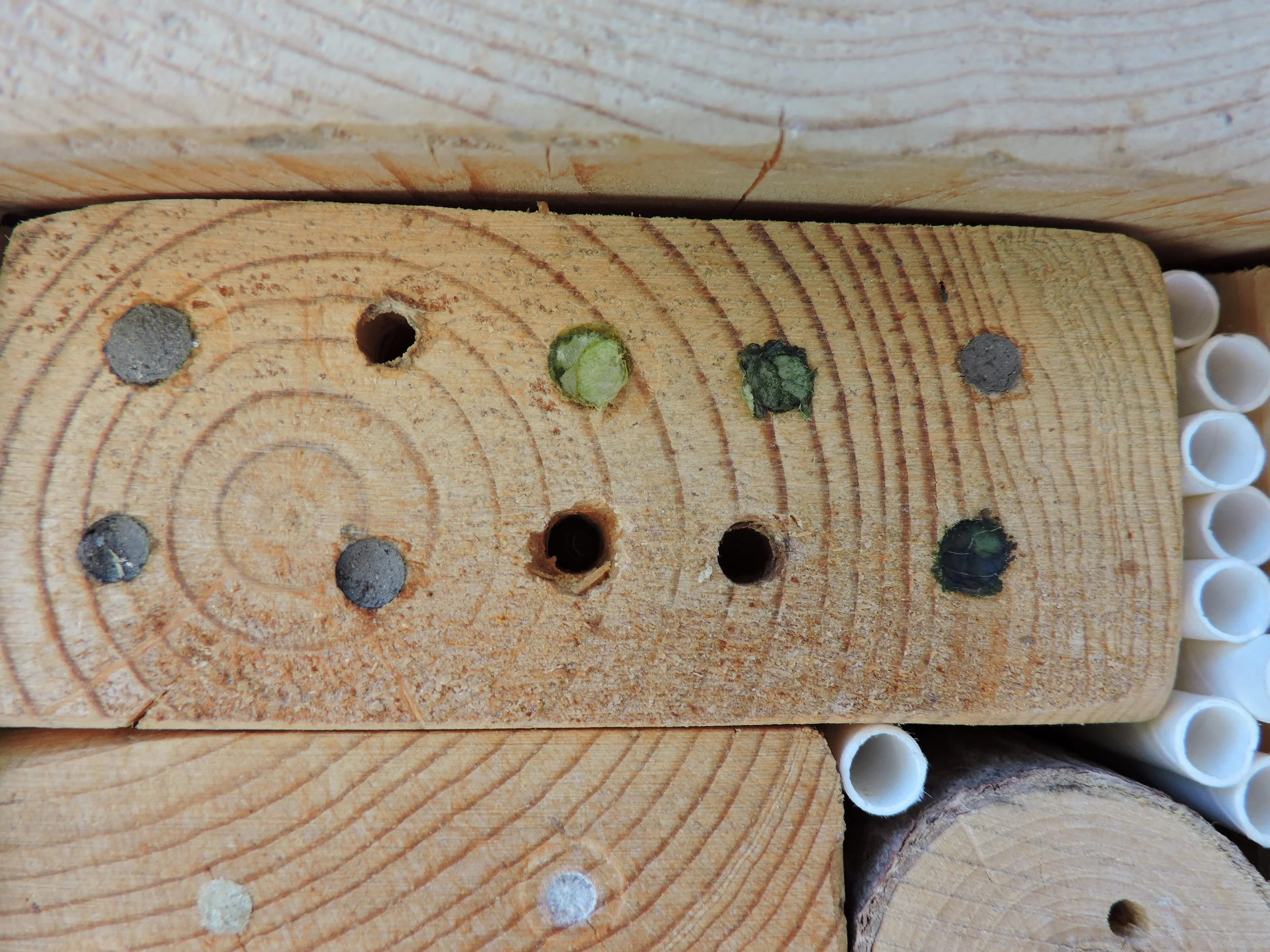 leaf cutter, mason bee, and masked bee nests