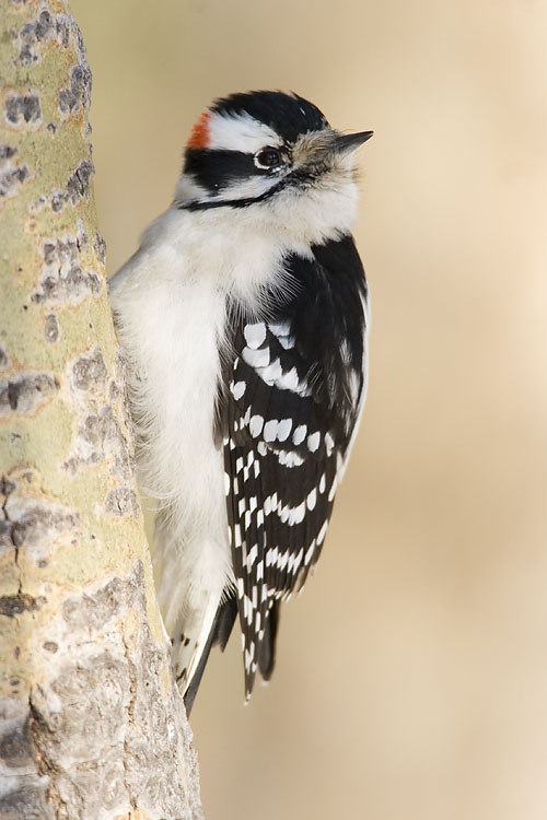 Downy Woodpecker by Gerald Romanchuk
