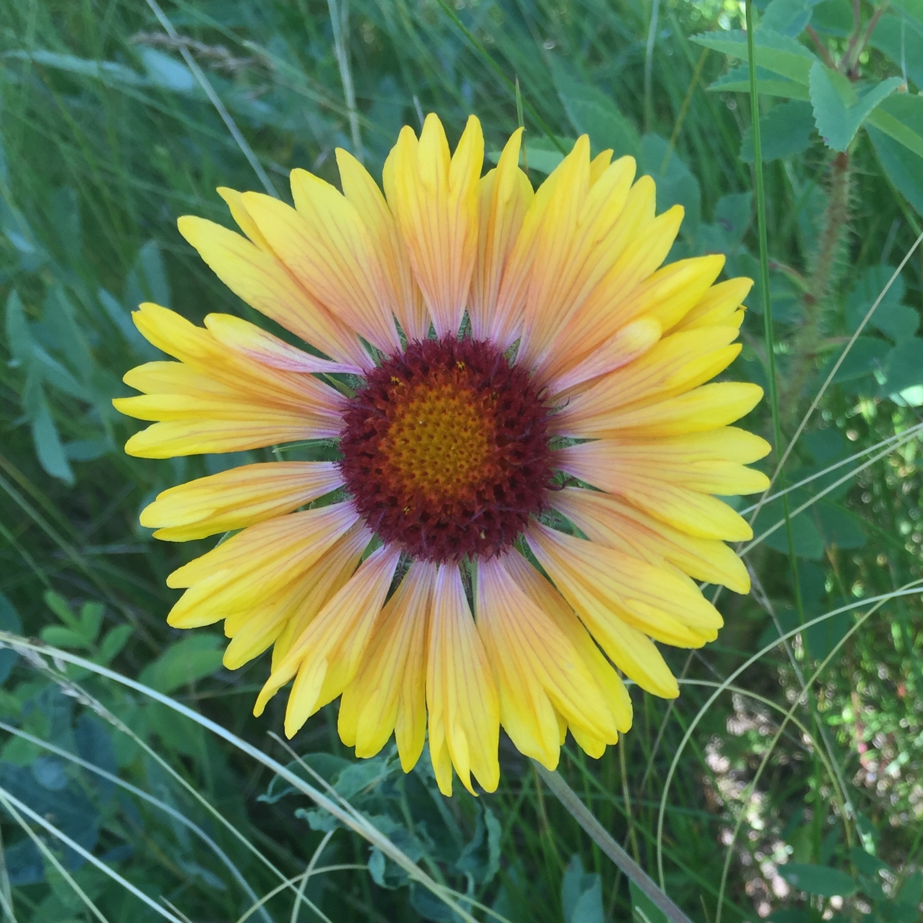 Brown-eyed susan