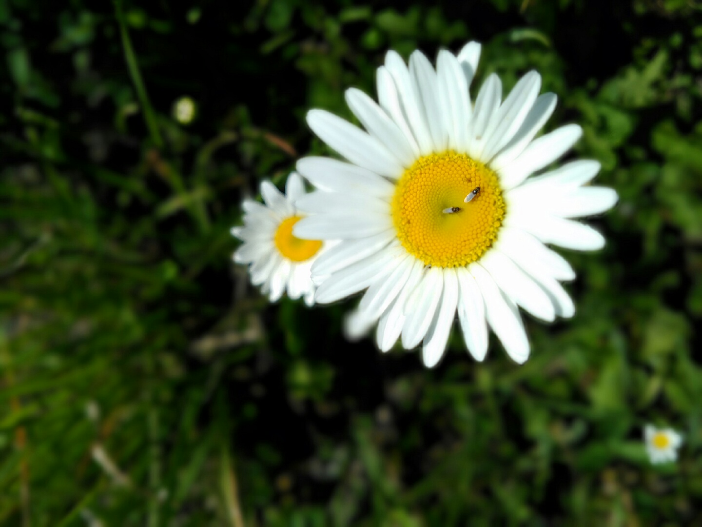 Oxeye daisy