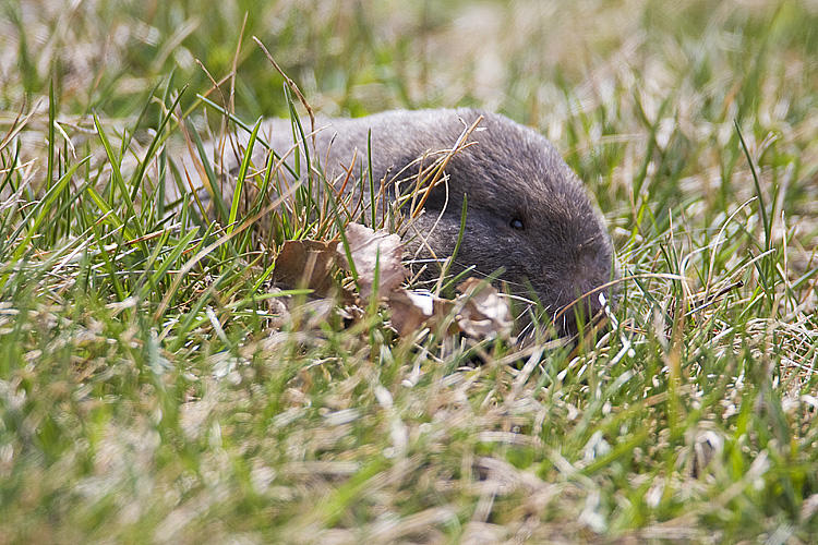 Fun Facts: Gopher or Squirrel? — Edmonton & Area Land Trust