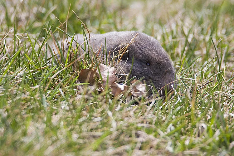 Northern Pocket Gopher. Photo by Gerald Romanchuk 